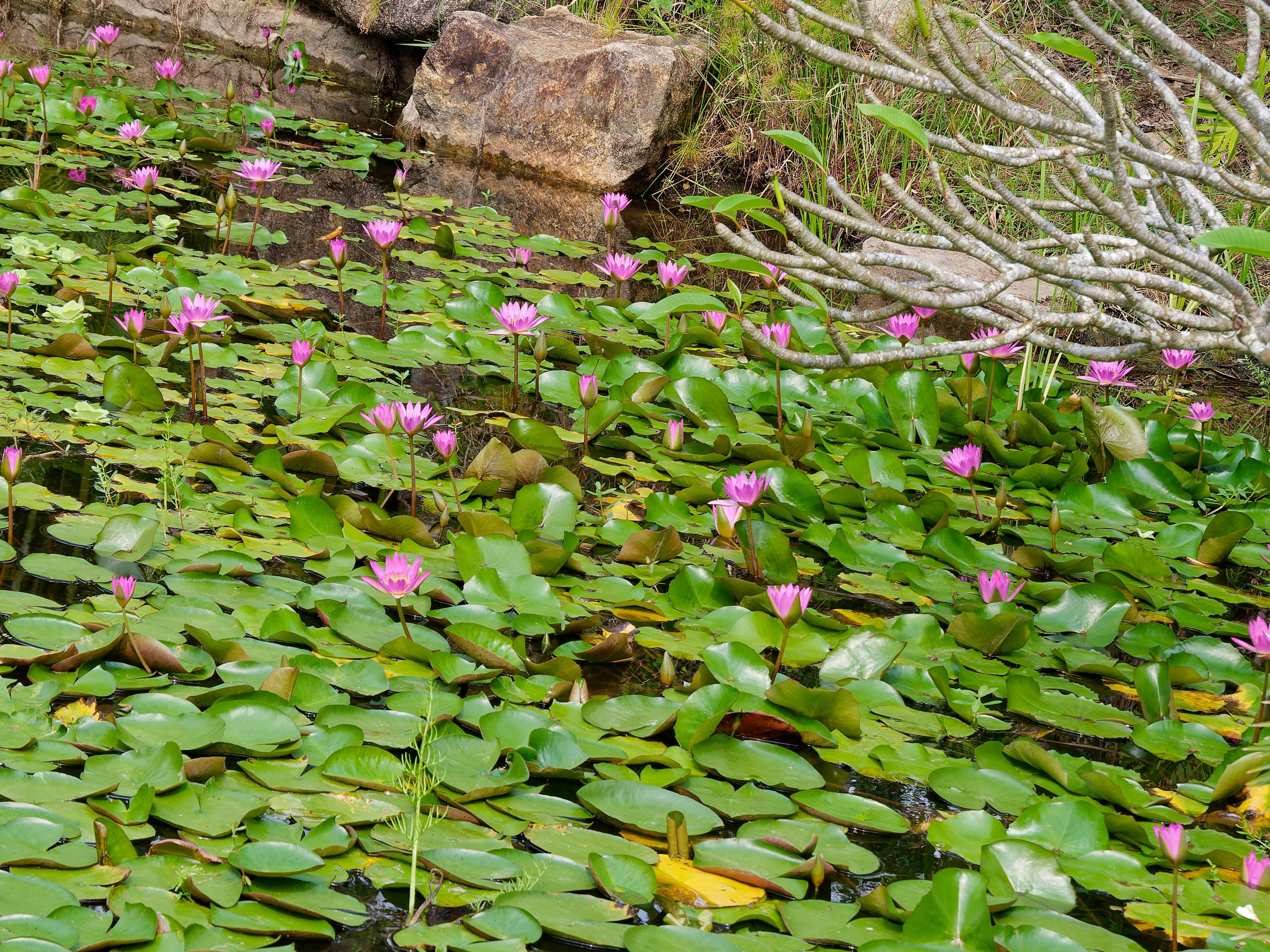 Хайнань 2026, флора, цветы и деревья. Фотопрогулки по Миру