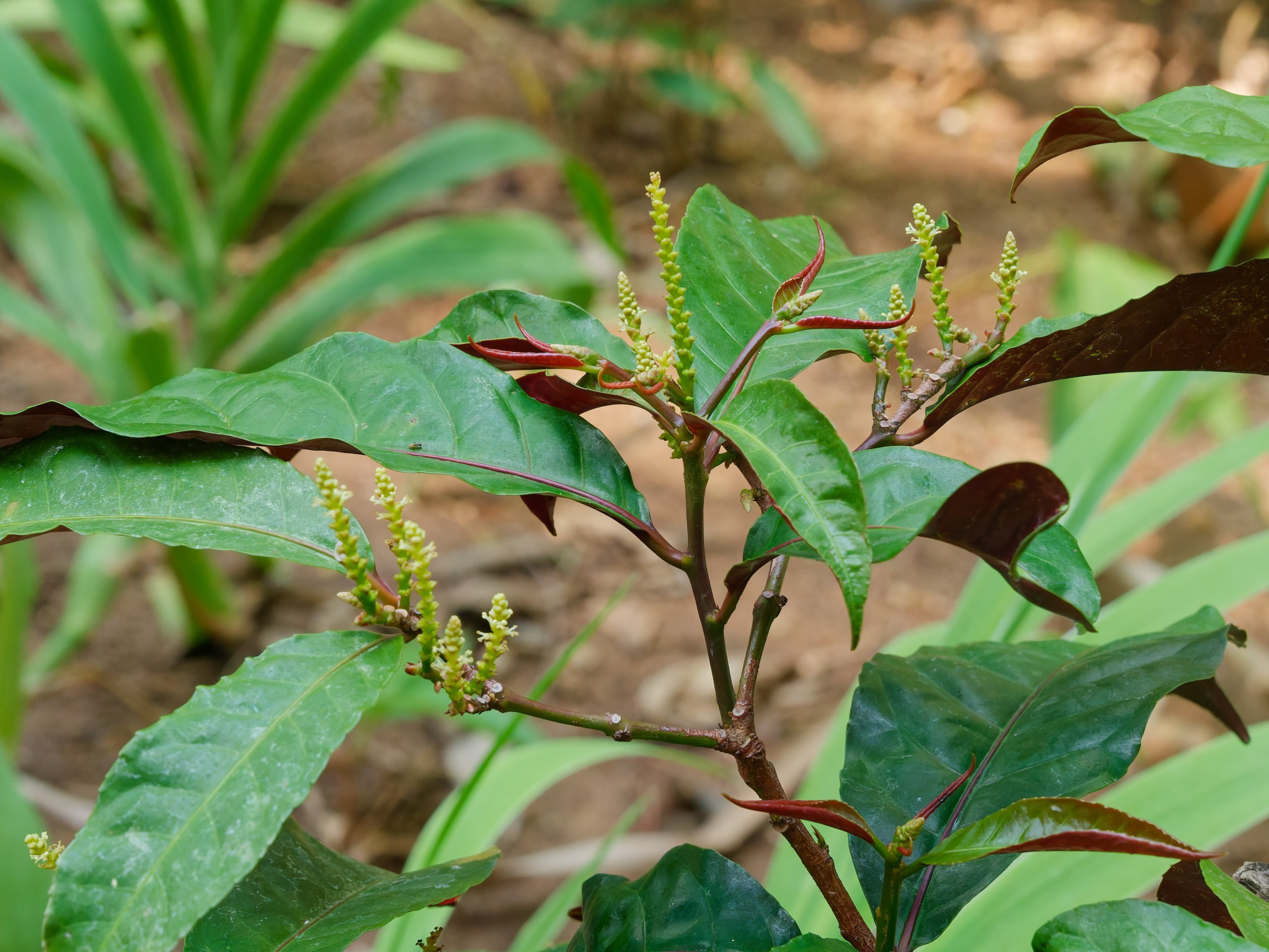 Хайнань 2026, флора, цветы и деревья. Фотопрогулки по Миру