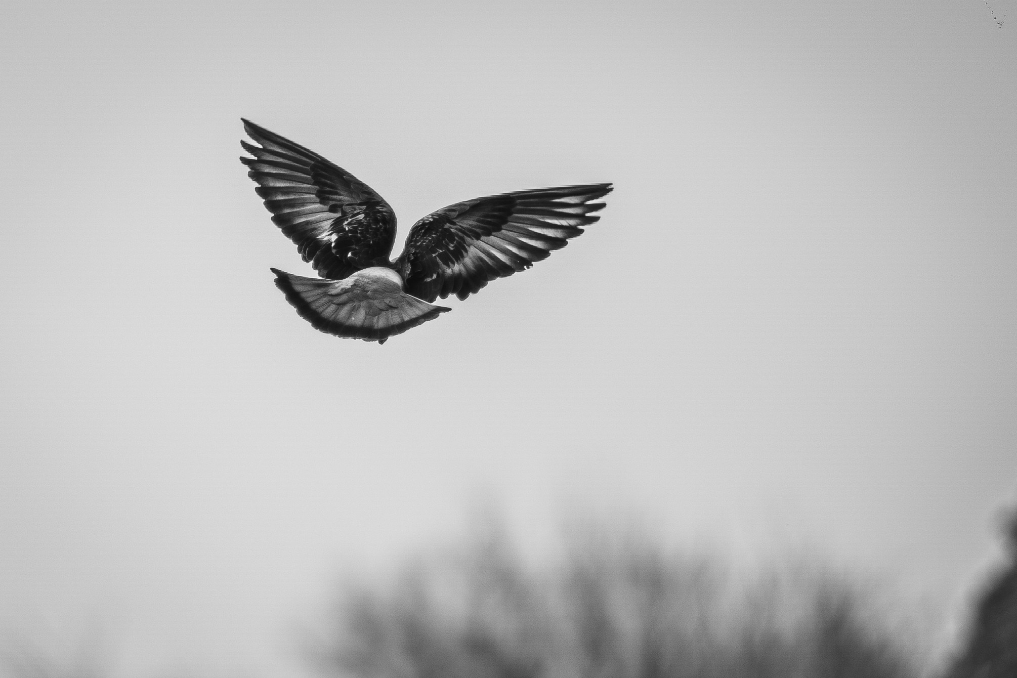 Животные. Фотограф в Ростове-на-Дону Ника Обида