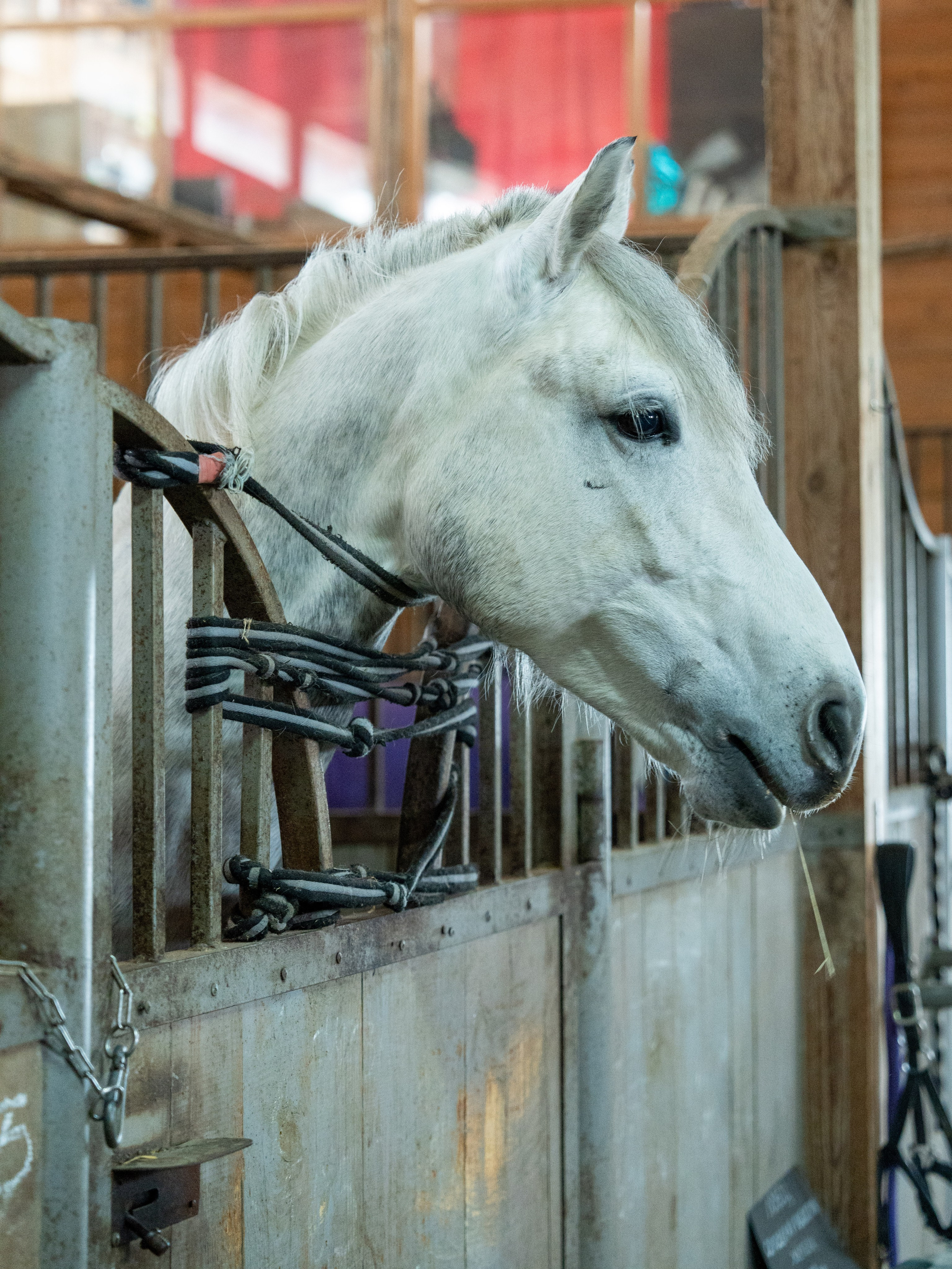 MICE мероприятие на ферме Экзархо. Репортажный фотограф в Красной Поляне и Сочи Павлюченко Екатерина