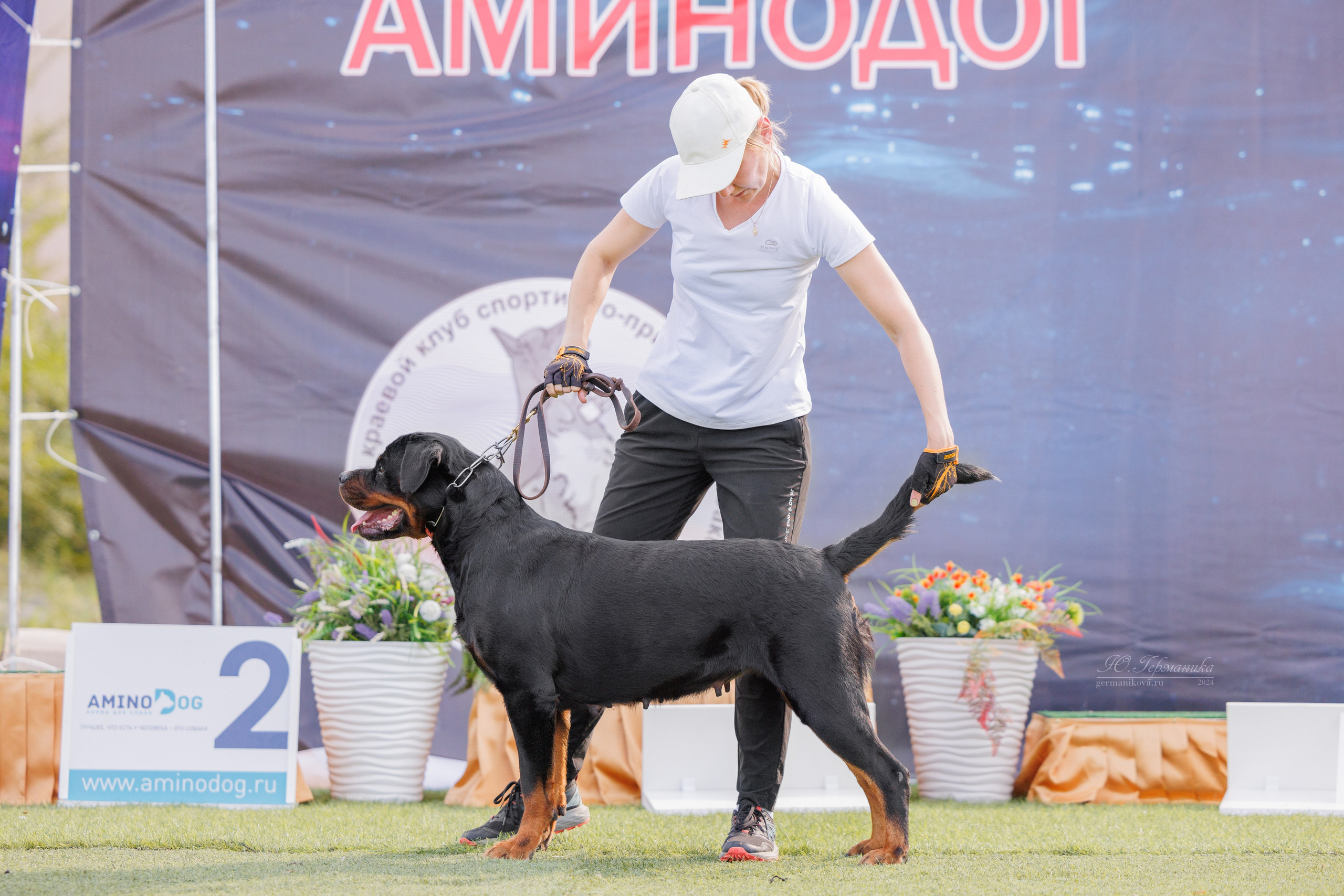 Анапа ротвейлеры 14-15.09.2024. Фотограф-анималист Юлия Германика
