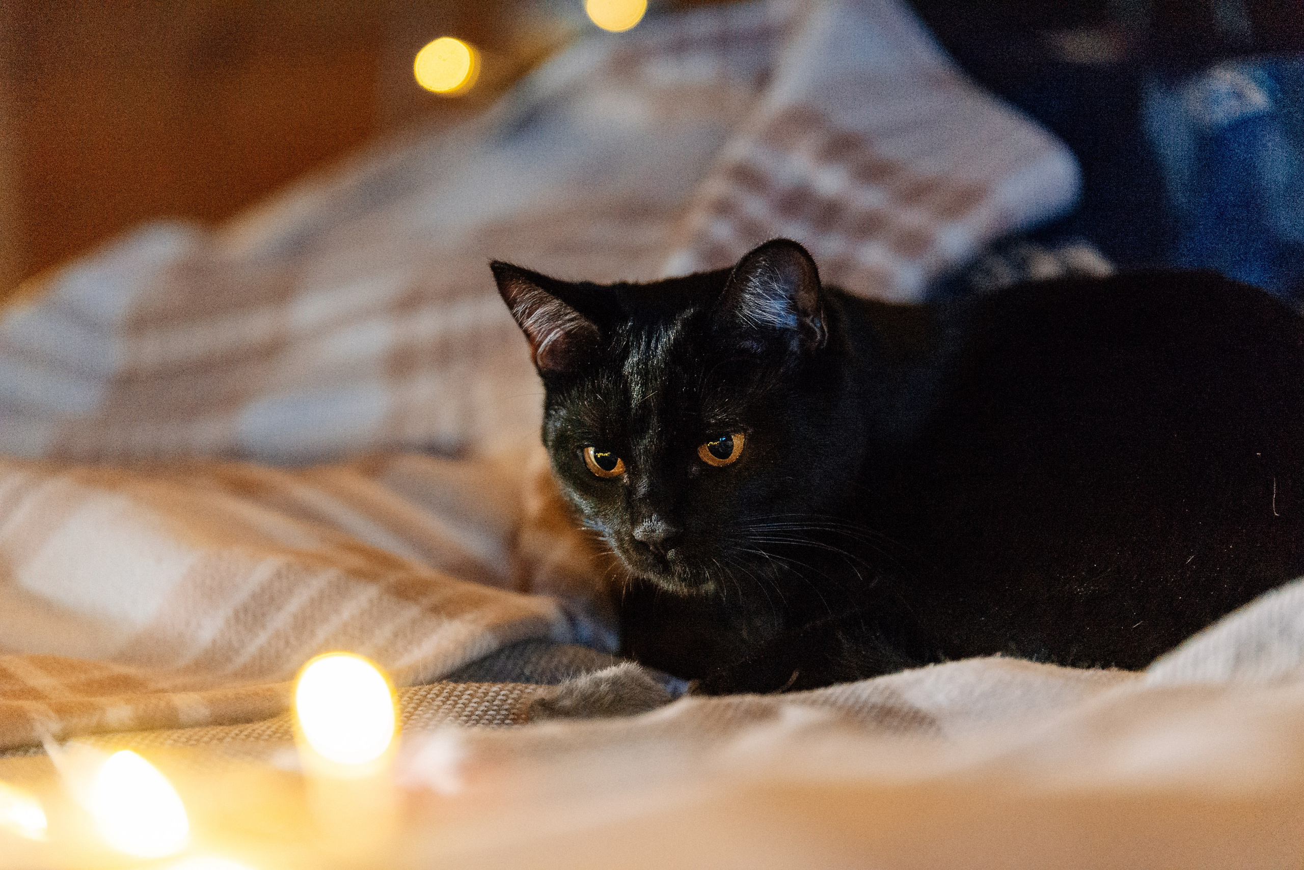 Светлана, Альфа и кошки ✨. Фотограф-анималист Анастасия Парфенова|Екатеринбург