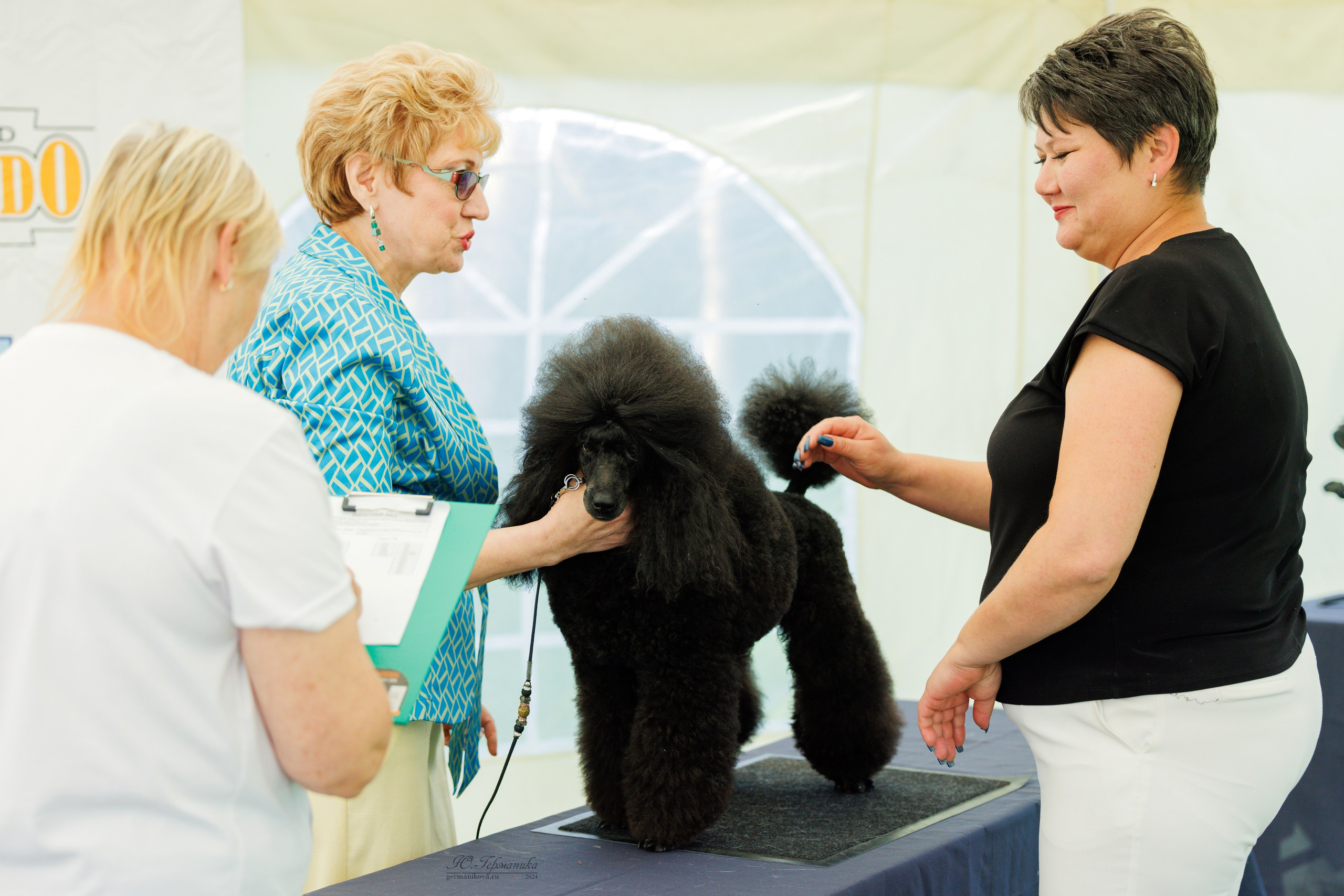 Астана 2хCACIB 17-18.08.2024. Фотограф-анималист Юлия Германика