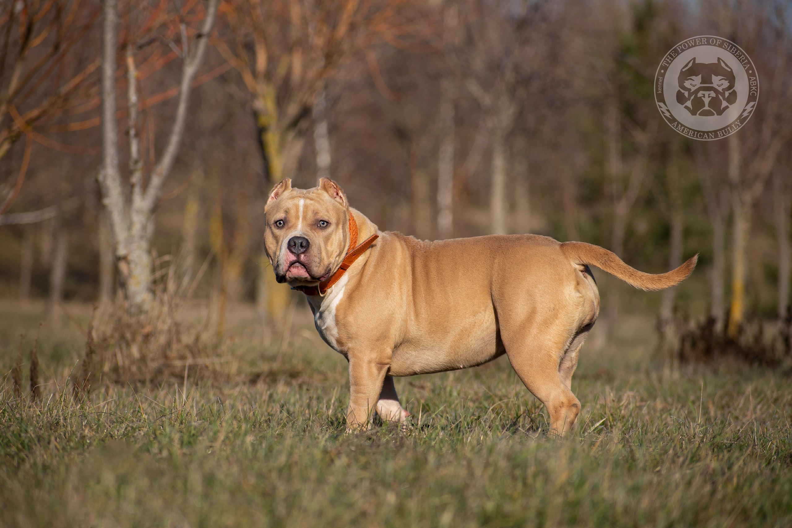 продажа щенков Американского Булли в Самаре