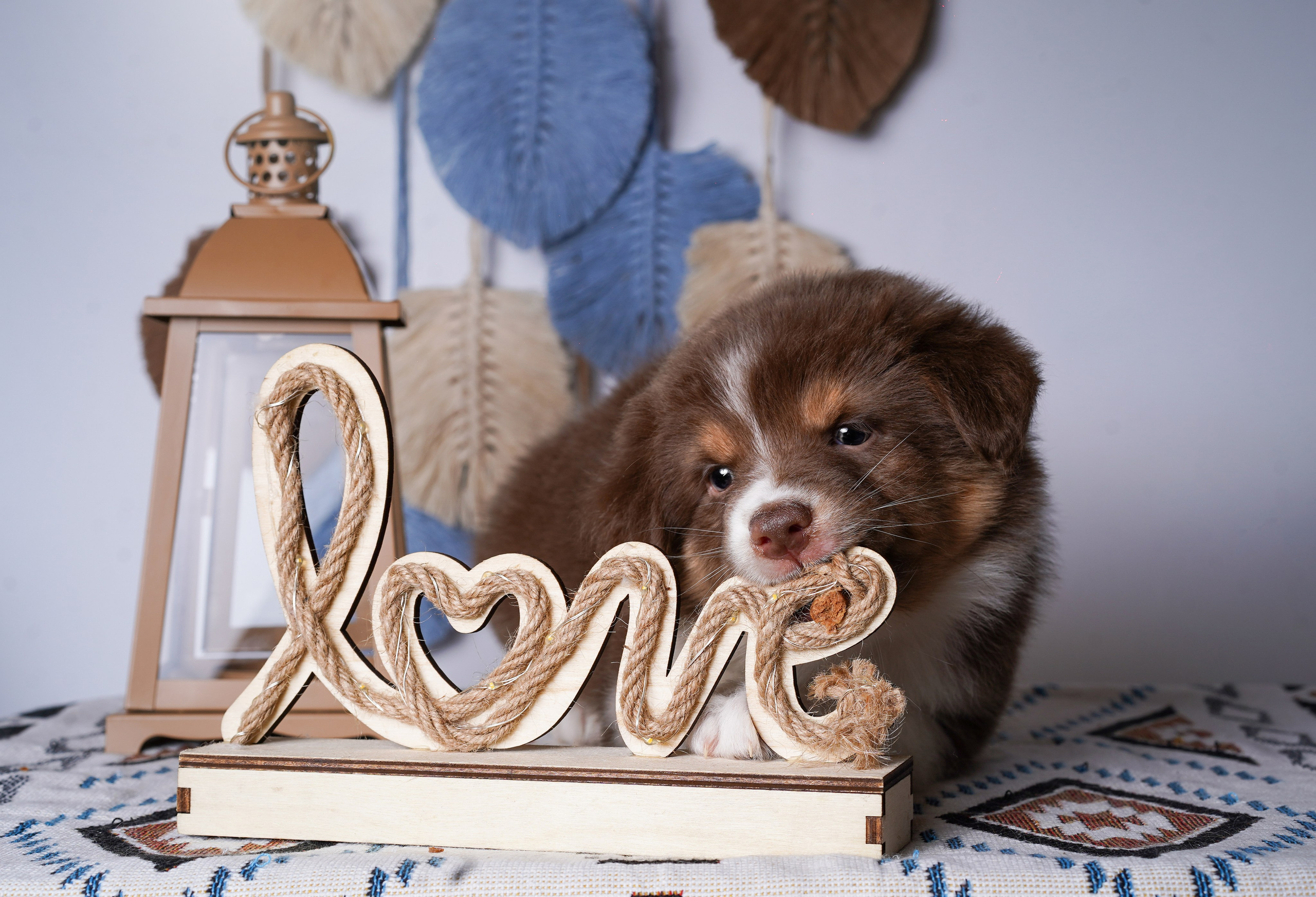 Щенки аусси. Фотограф-анималист в Санкт-Петербурге Яна Мартынова