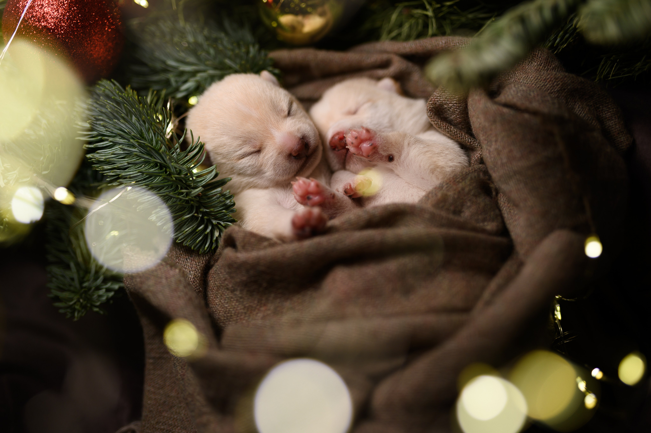 Мамесиба. Фотограф анималист в Москве Ольга Агушева