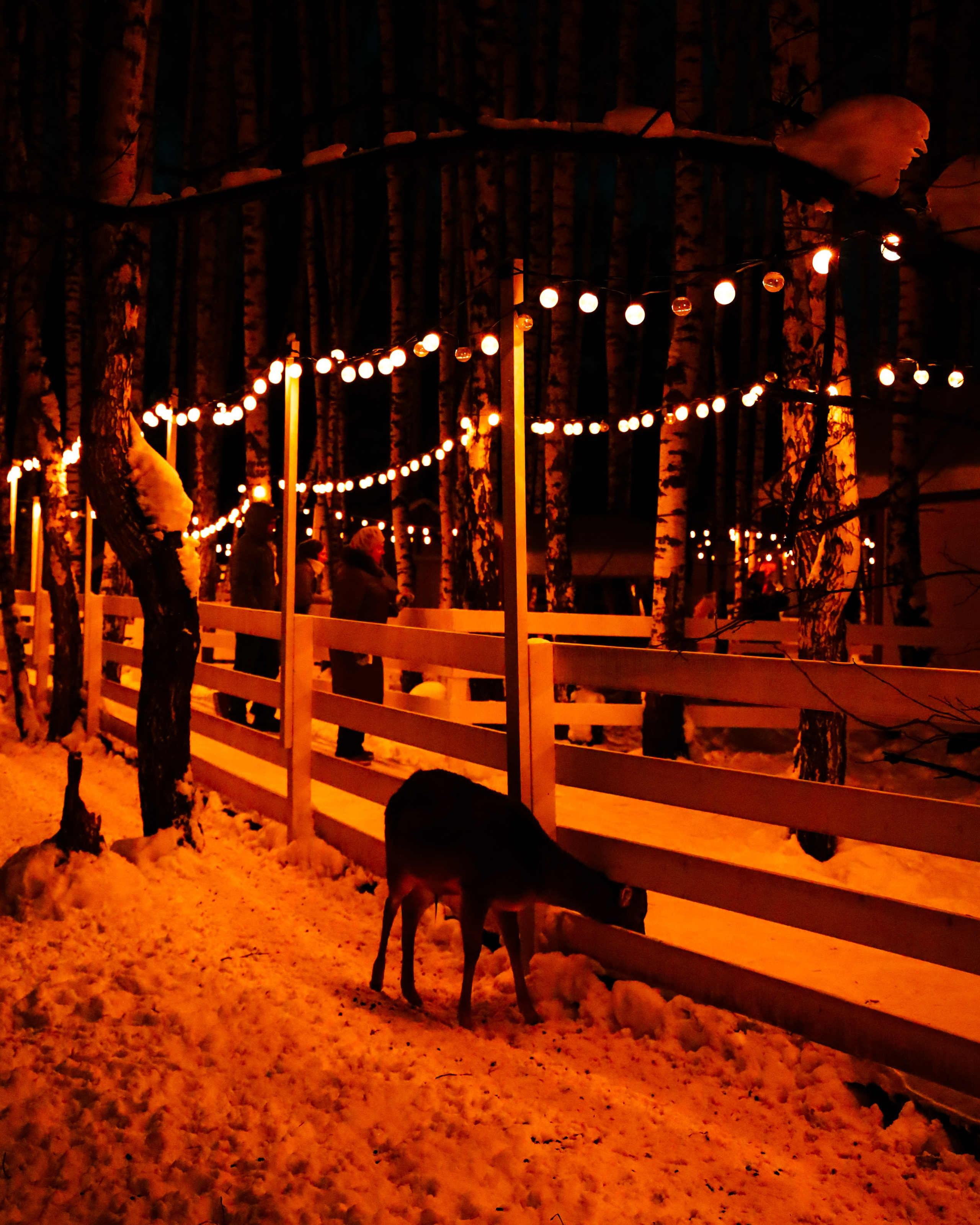 Alpaca park. Фотограф/дизайнер в Екатеринбурге Хитрый Дмитрий