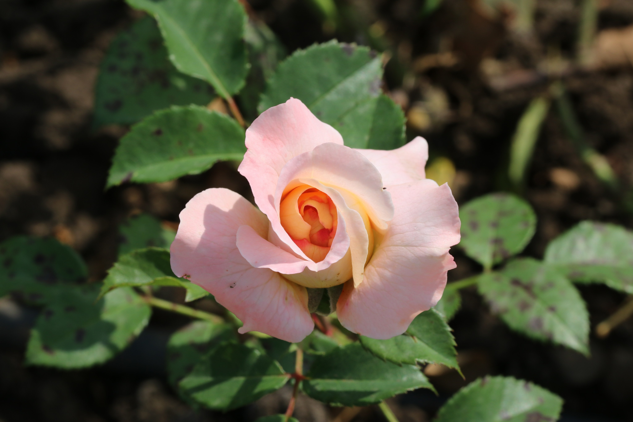 Долина роз в Кисловодске. Фото-художник и Репортажный фотограф Николаев Александр Алексеевич