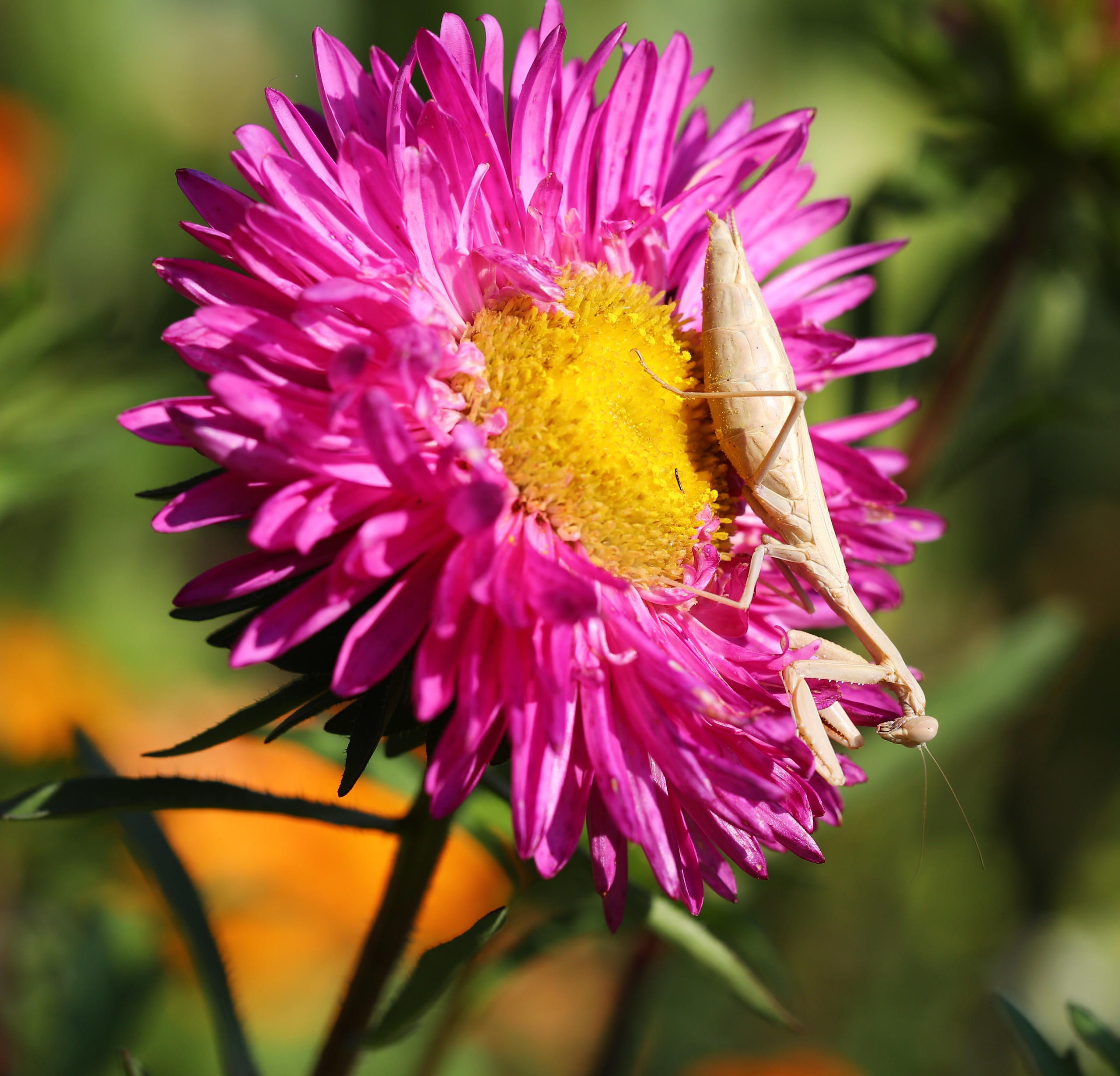 Насекомые юга России. Фото-художник и Репортажный фотограф Николаев Александр Алексеевич