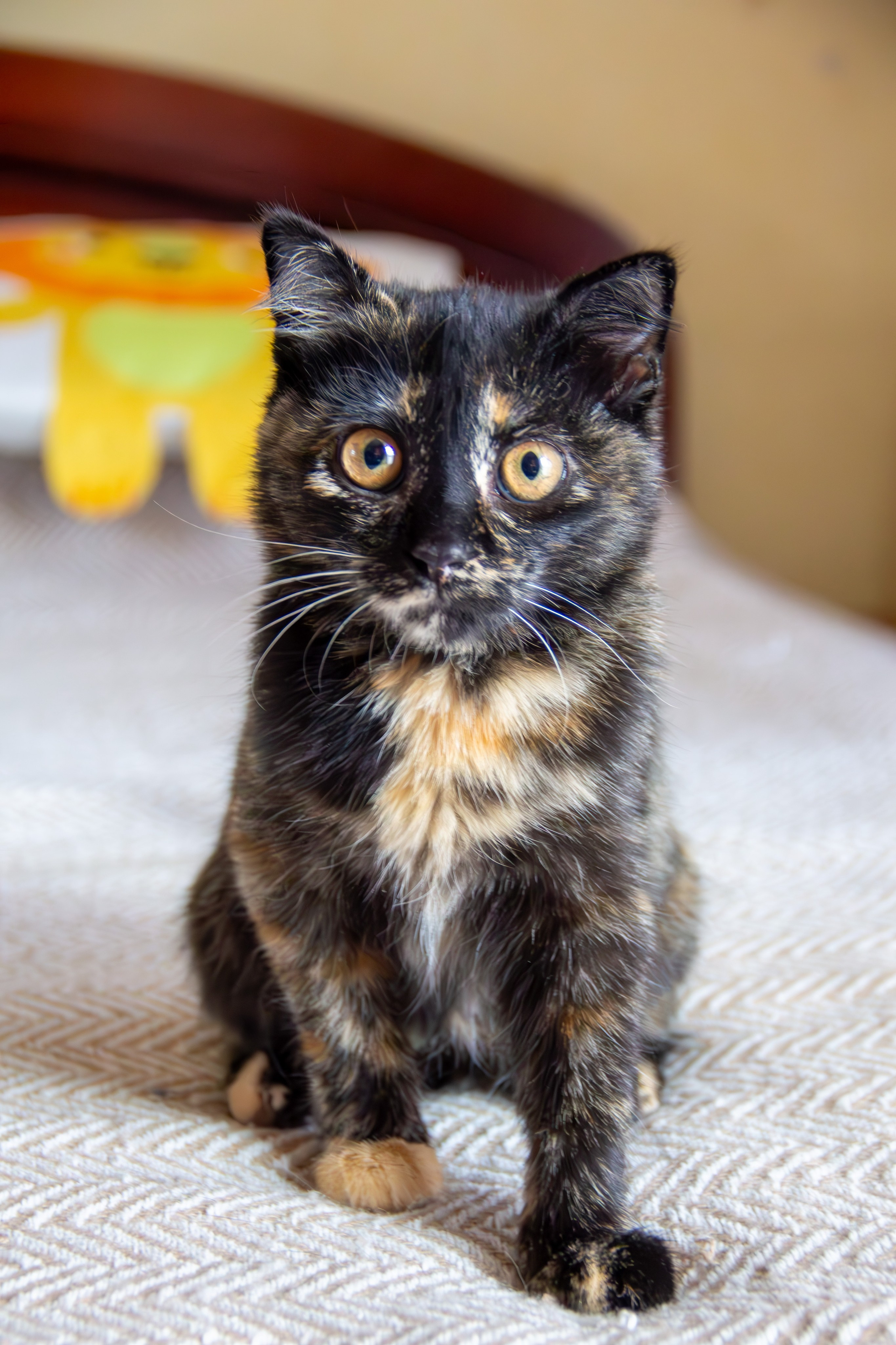 Котёнок Соня. Фотозаметки Лины Юговой | фотограф-анималист