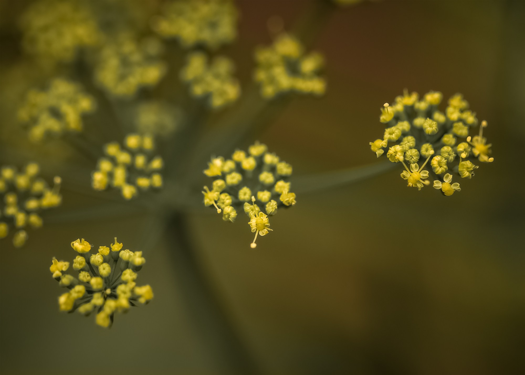 NATURE’S MOODS. Eirene G |  Photoartist | Flowers from my garden