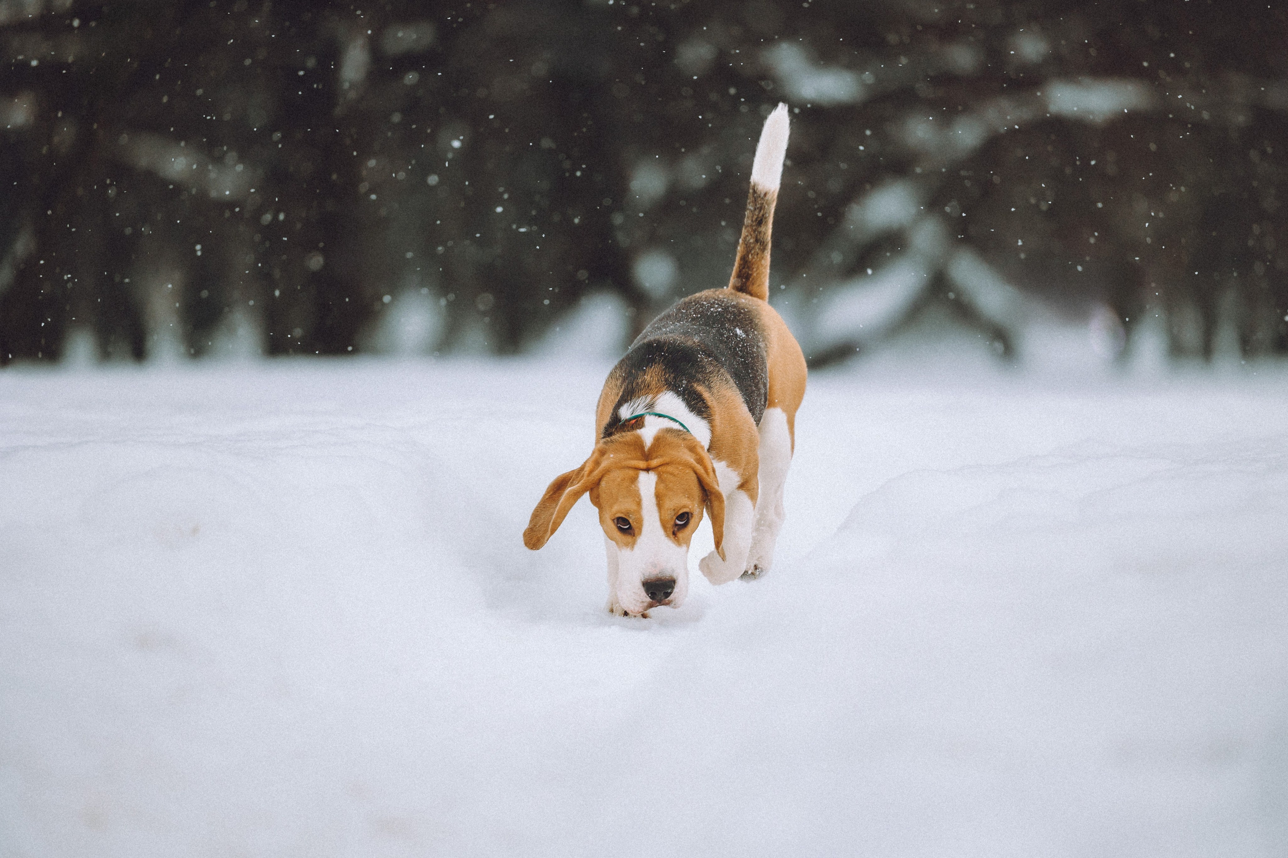 Роман, Портер и Коррес