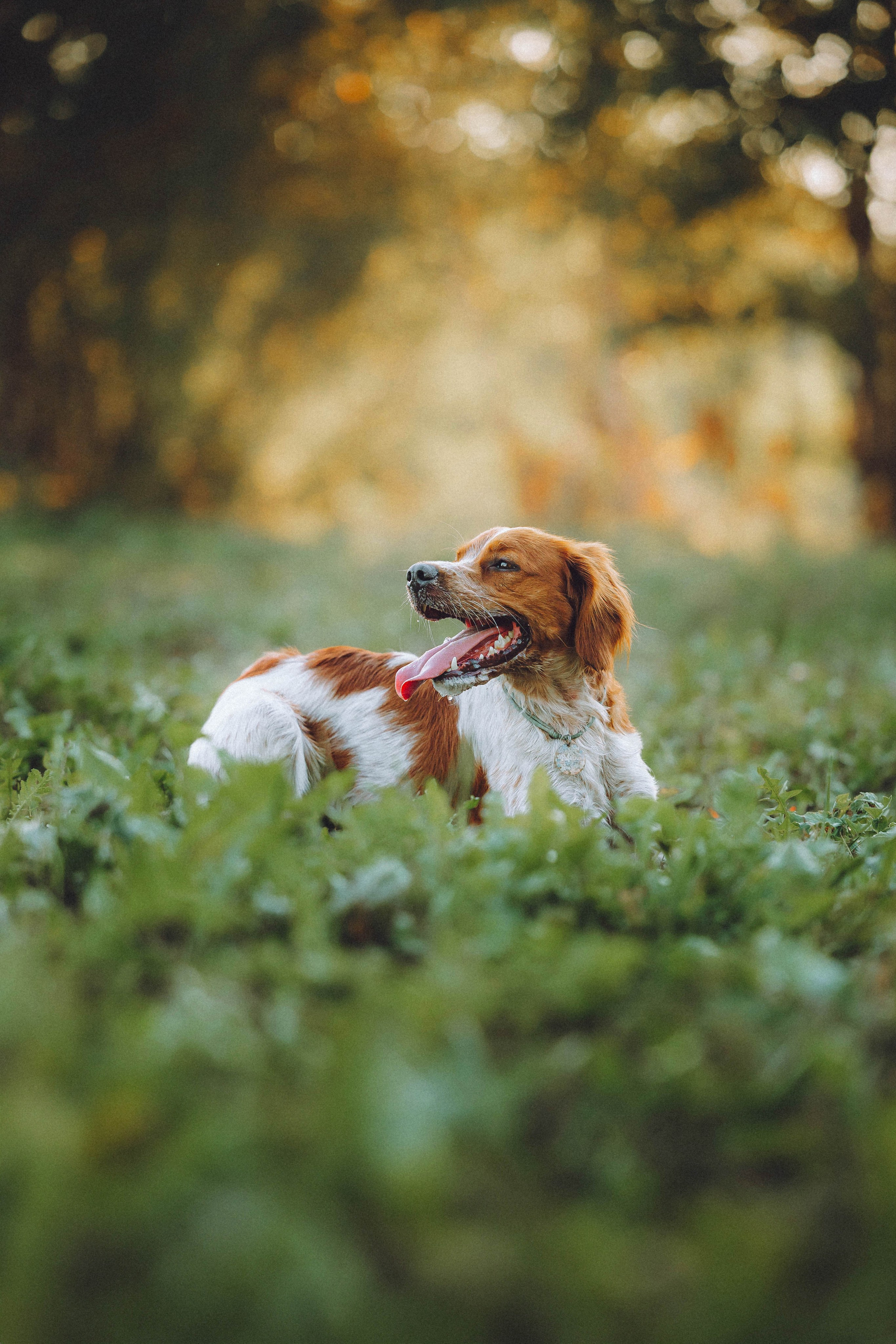 Камри и Пафи