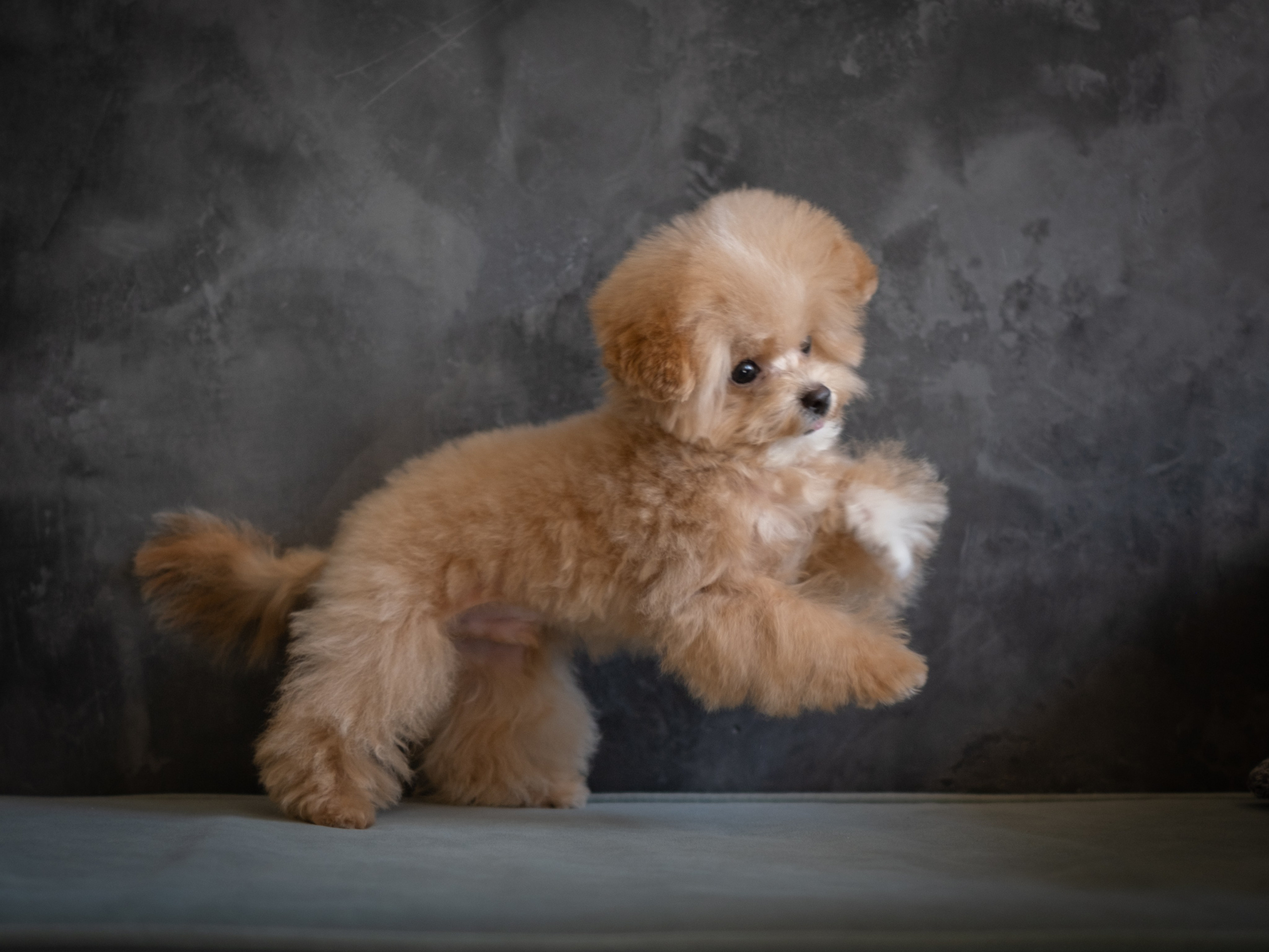 Весёлые пудель и мальтипу для Романа!. Зоофотограф, фотограф животных в Москве и области Дина Дамоцева