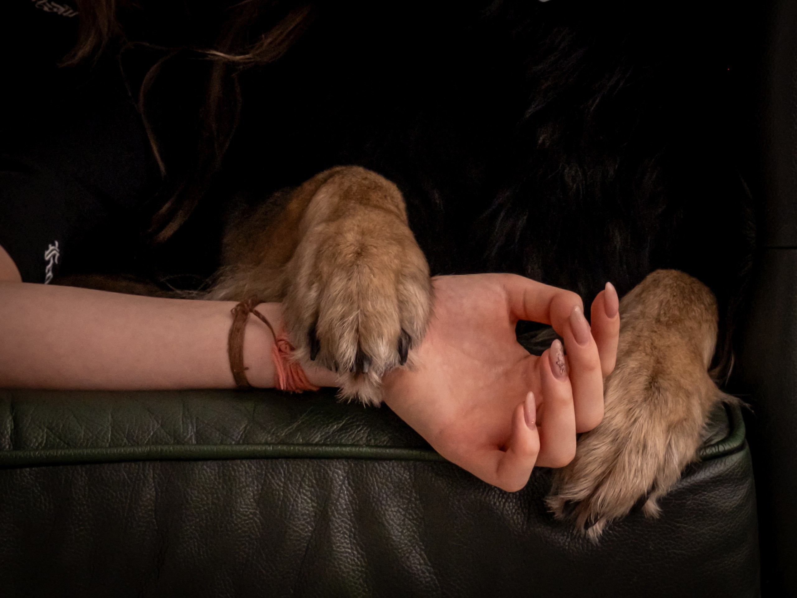 Аня и Грей)). Зоофотограф, фотограф животных в Москве и области Дина Дамоцева
