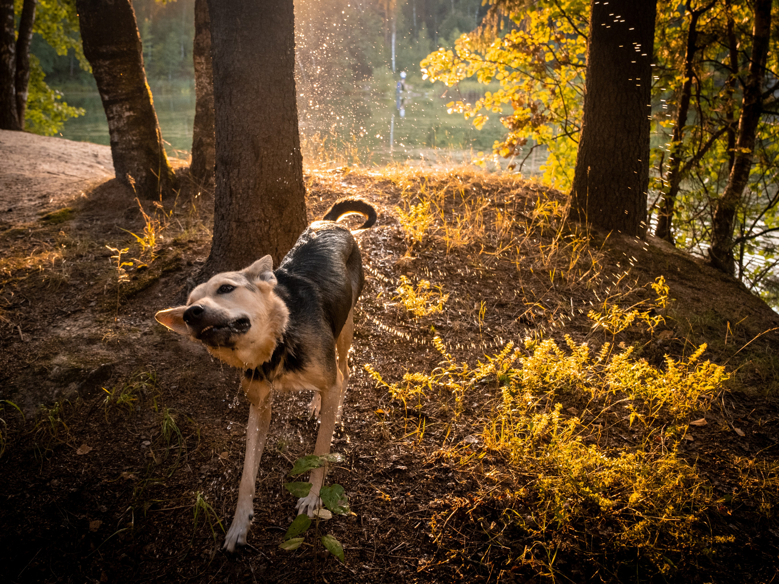 Альфа и Вафля для Екатерины!. Зоофотограф, фотограф животных в Москве и области Дина Дамоцева