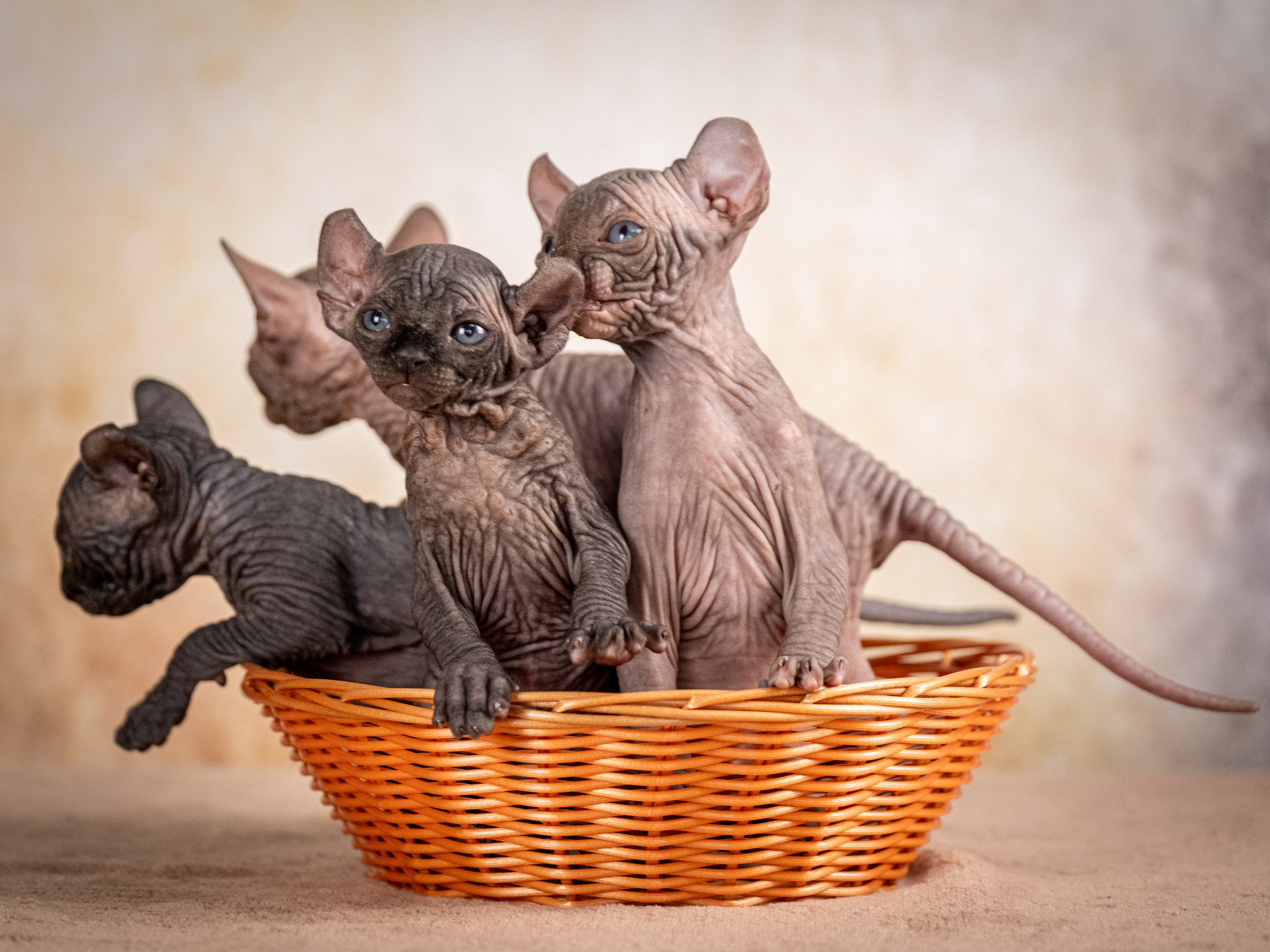 Сфинксы и эльфы для Никиты!. Зоофотограф, фотограф животных в Москве и области Дина Дамоцева