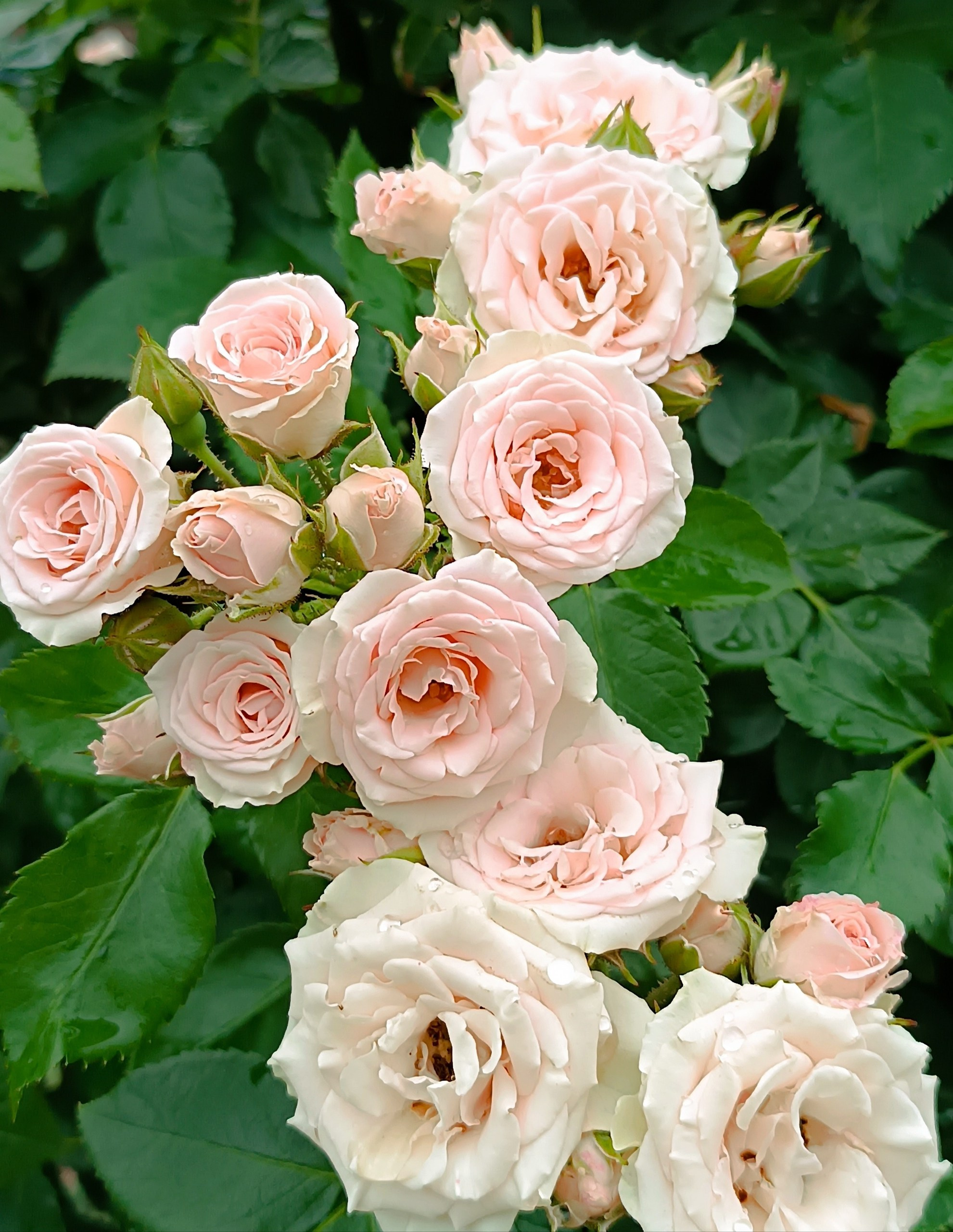 Парк-заповедник Купидон. Семейный фотограф в Димитровграде Елена Патрушева