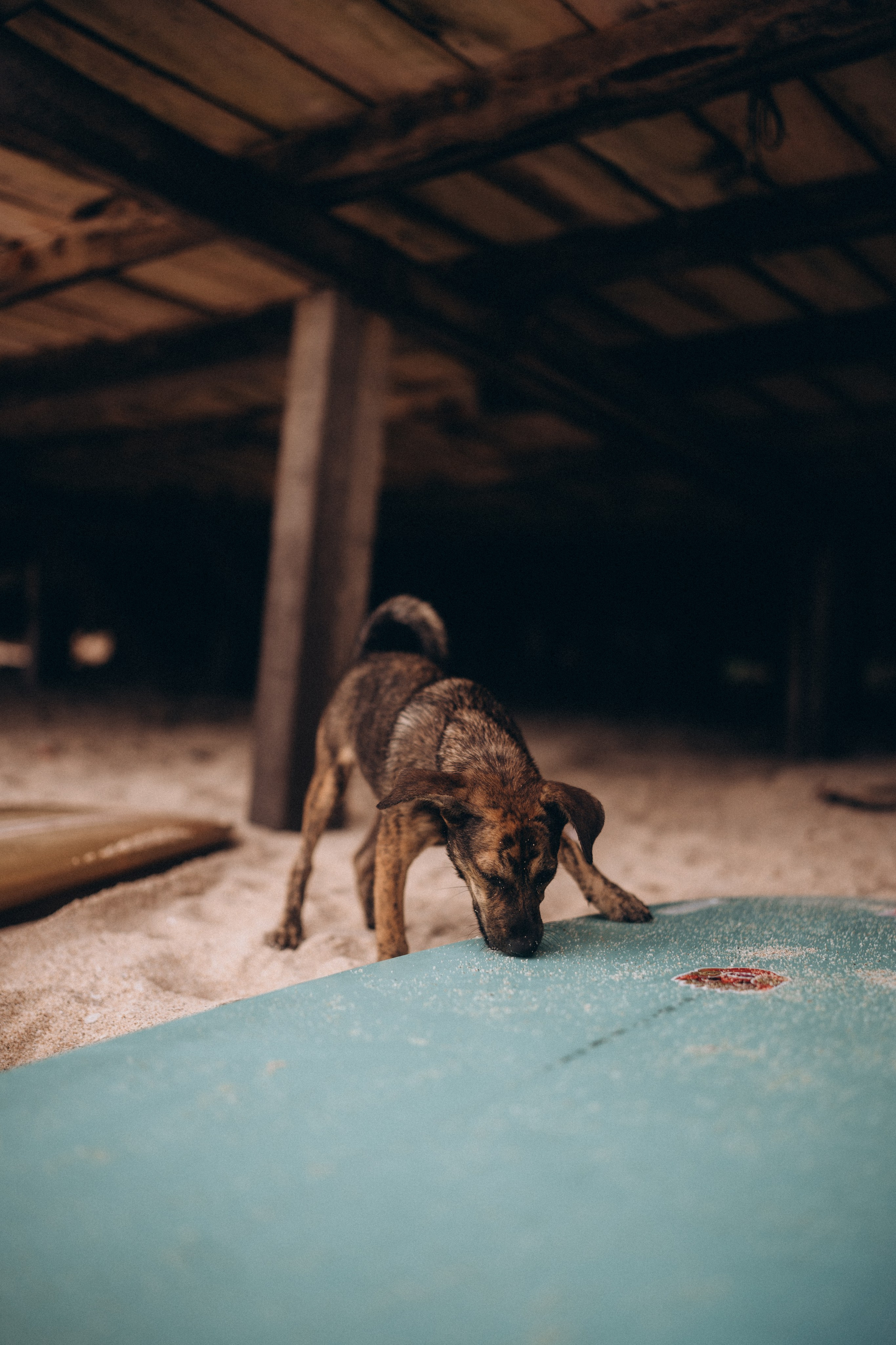 Elena & Jossi. Olga Antipova — photographer