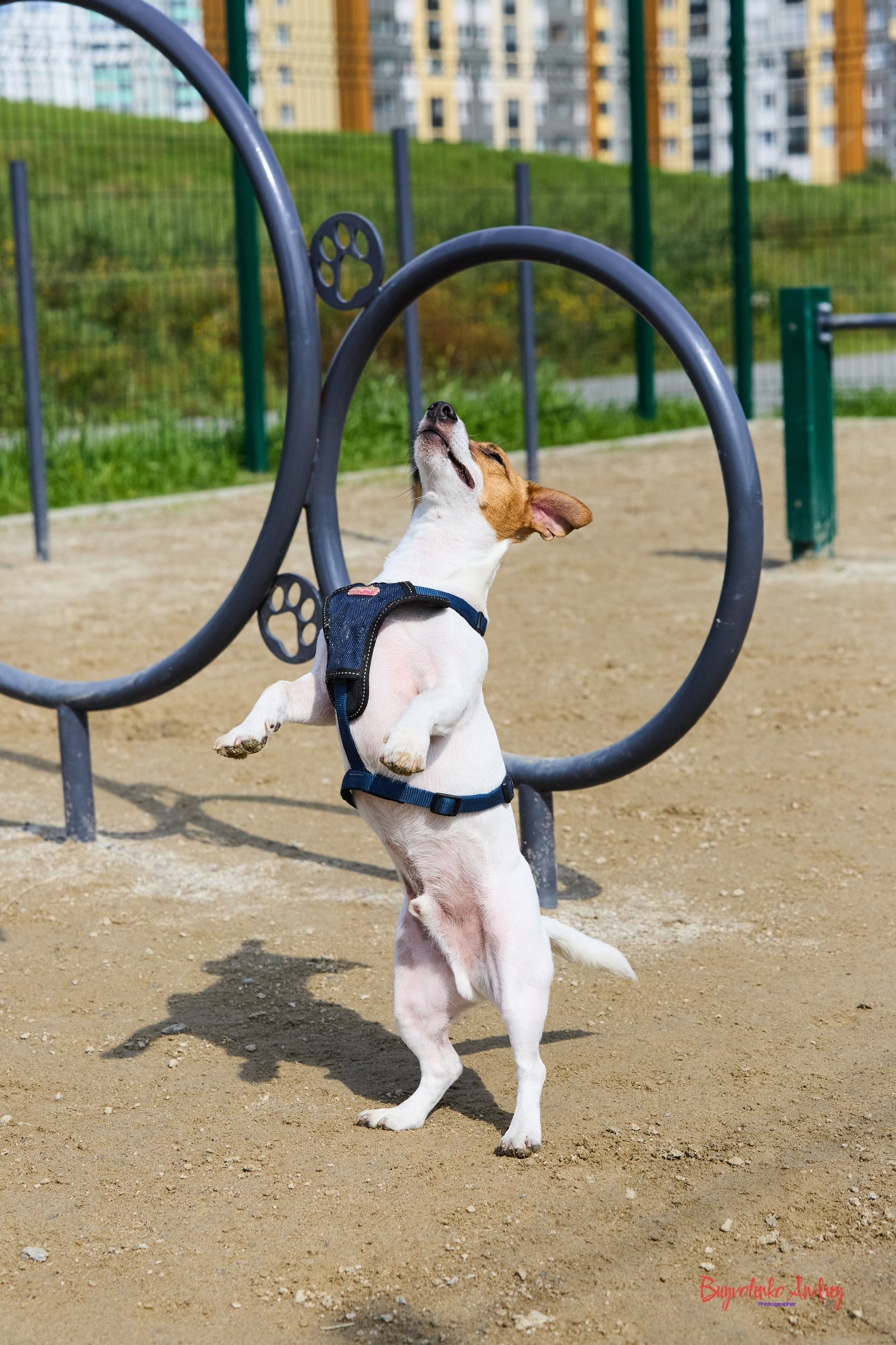 Проект фотопрогулка с хвостиком. Buyvolenko Andrey