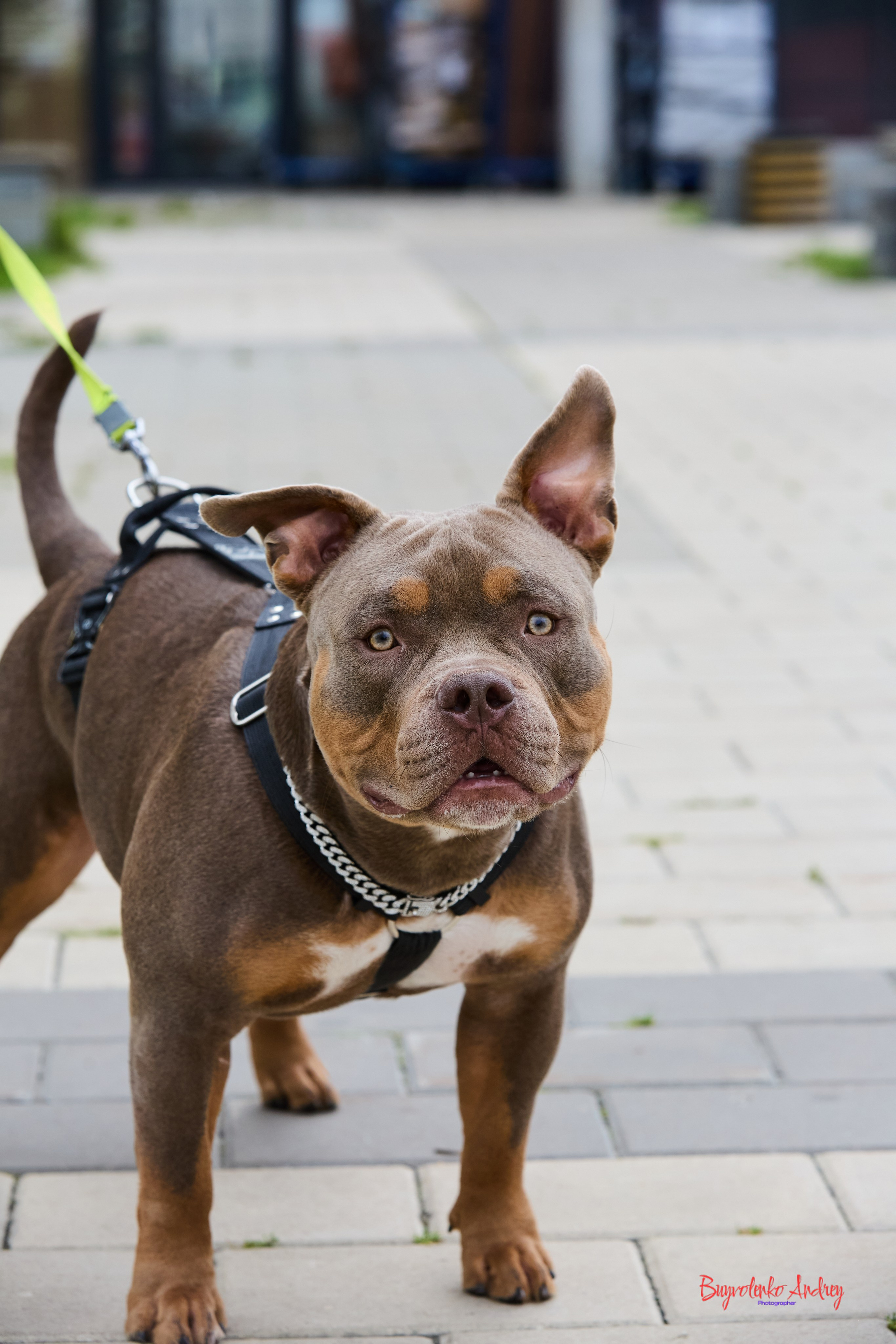 Проект фотопрогулка с хвостиком. Buyvolenko Andrey