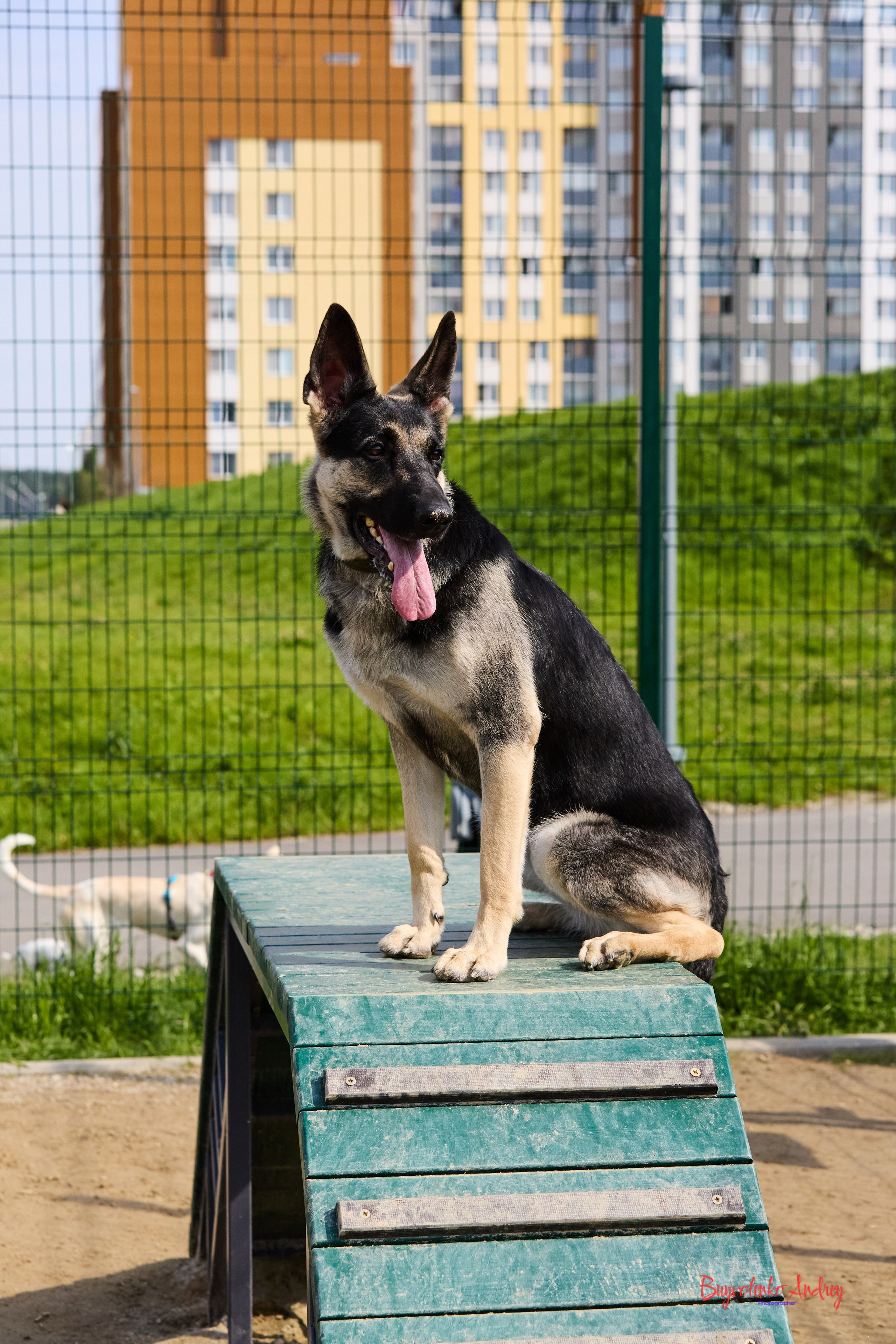 Проект фотопрогулка с хвостиком. Buyvolenko Andrey