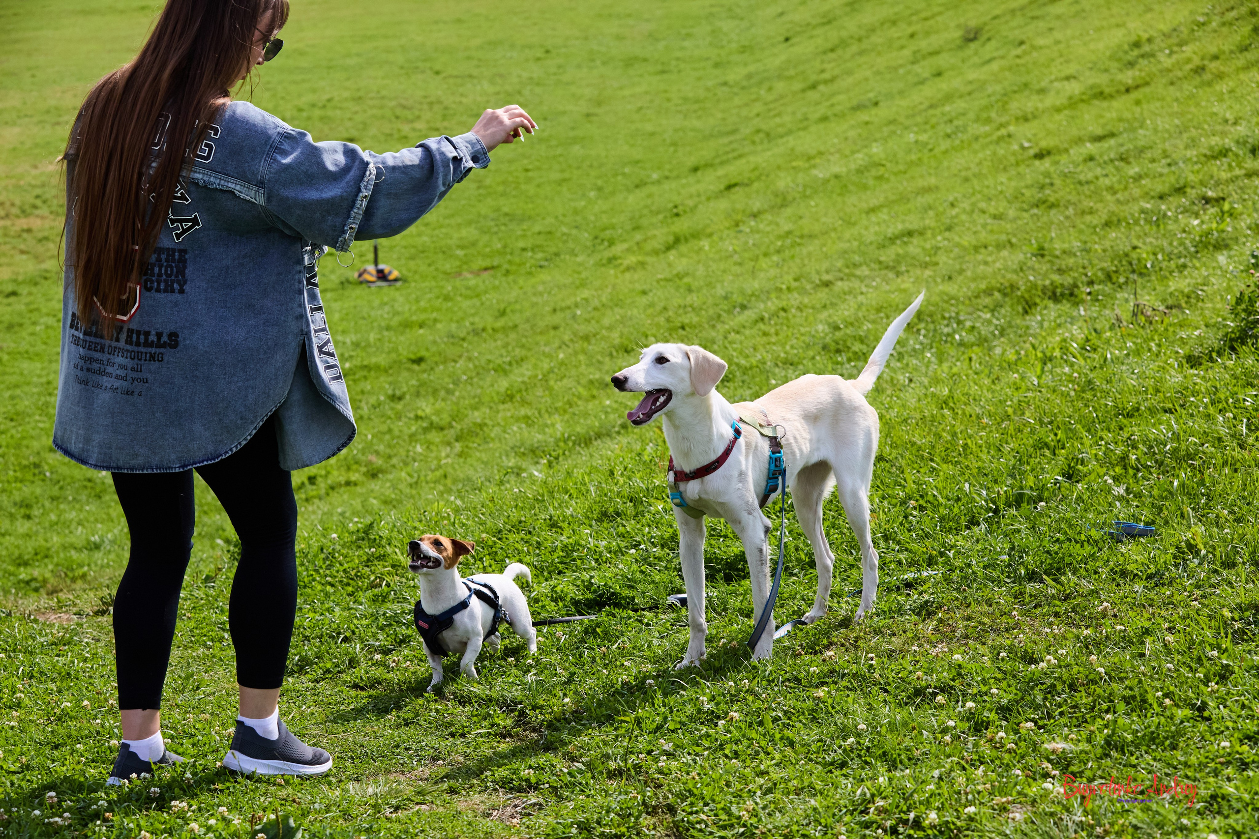 Проект фотопрогулка с хвостиком. Buyvolenko Andrey