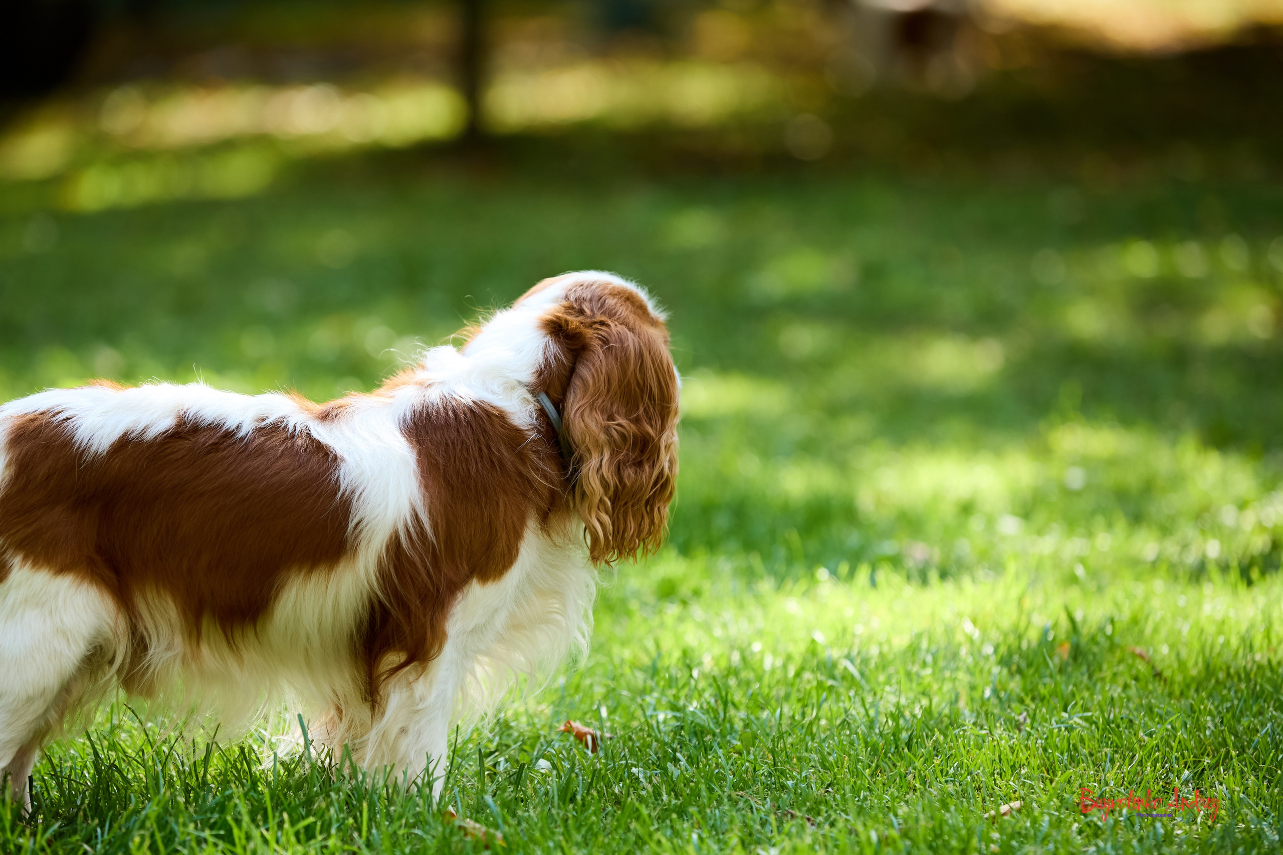 Фотопрогулка с кавалерами. Buyvolenko Andrey