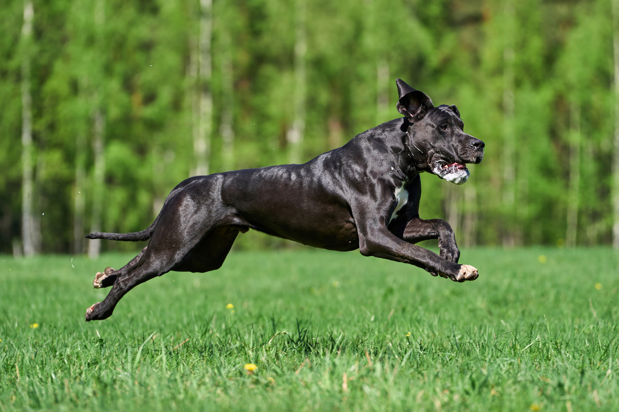 Репортажная съемка. Фотограф-анималист Михаил Манухин