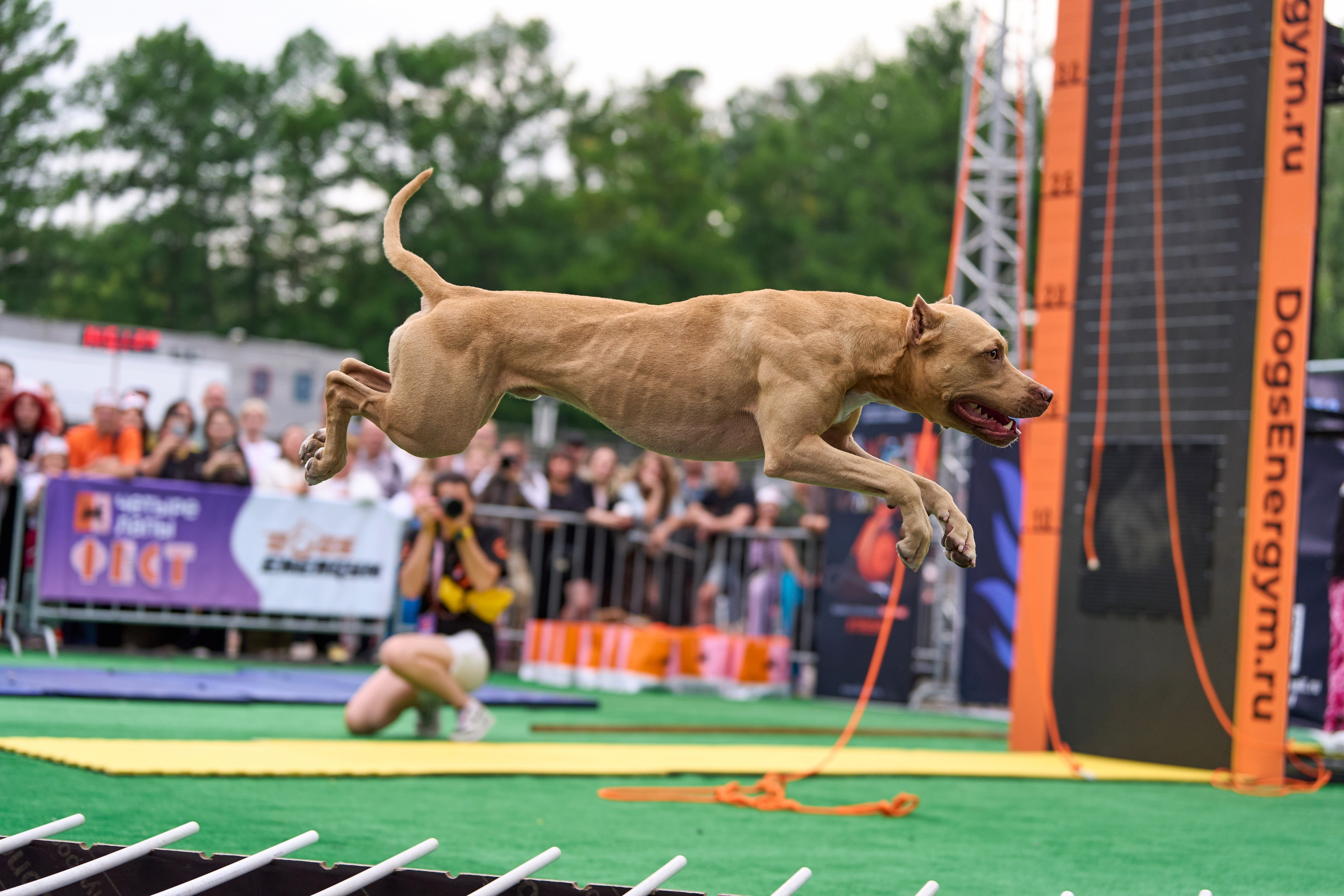 4 лапы Фест. Многоборье. Фотограф-анималист Михаил Манухин
