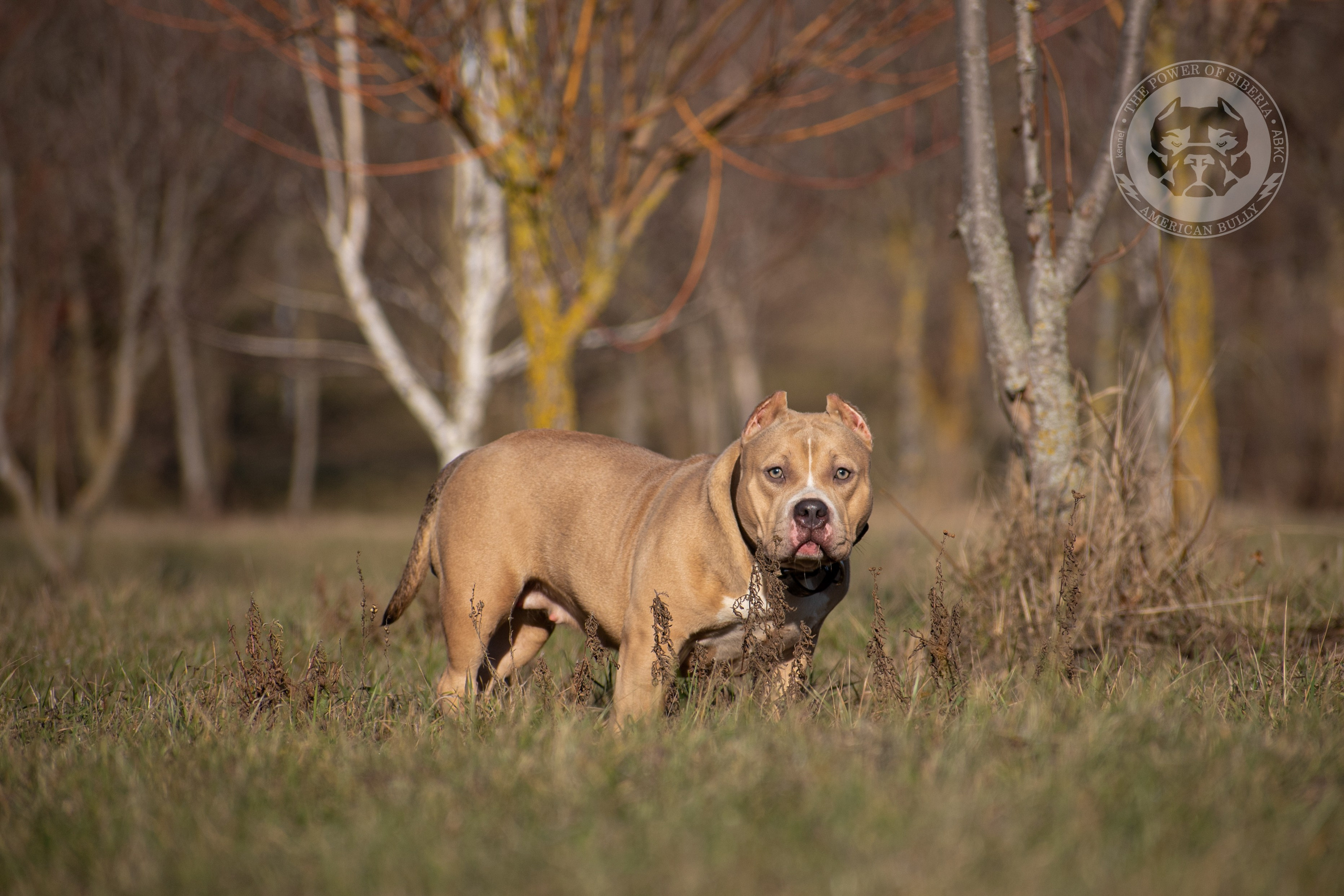 официальный сайт American Bully в Кемерово