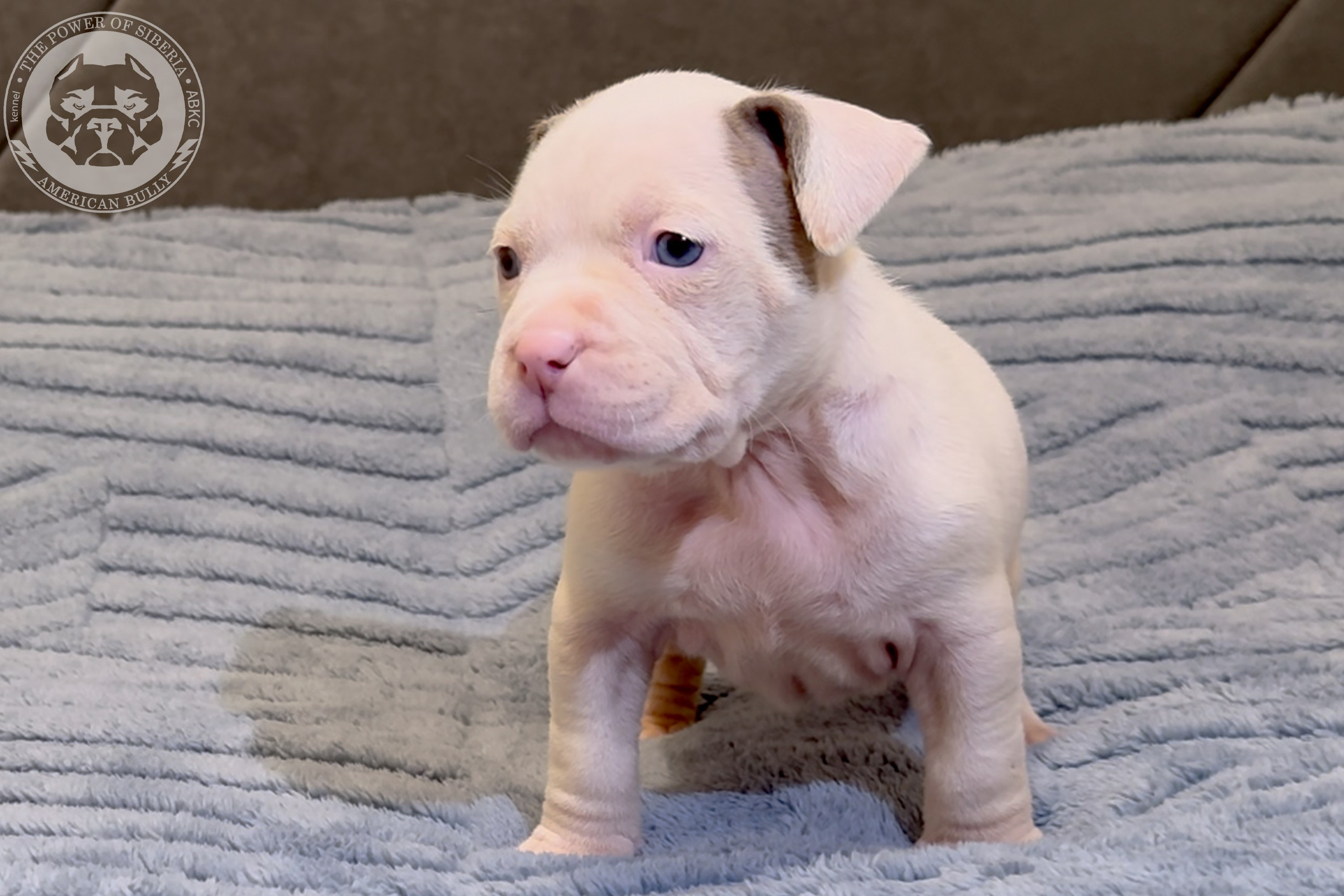 Свободные щенки Американский Булли стандарт и Свободные щенки Американский Булли классик. Американский Булли в г. Ростов-на-Дону. Питомник THE POWER OF SIBERIA