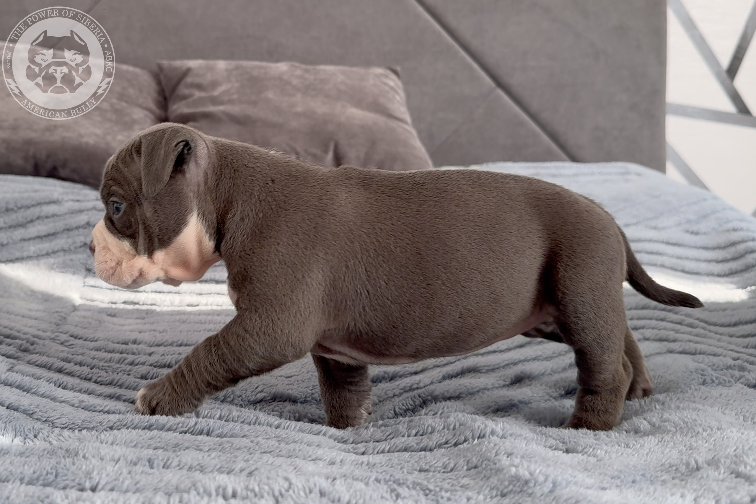 Свободные щенки Американский Булли стандарт и Свободные щенки Американский Булли классик. Американский Булли в г. Ростов-на-Дону. Питомник THE POWER OF SIBERIA