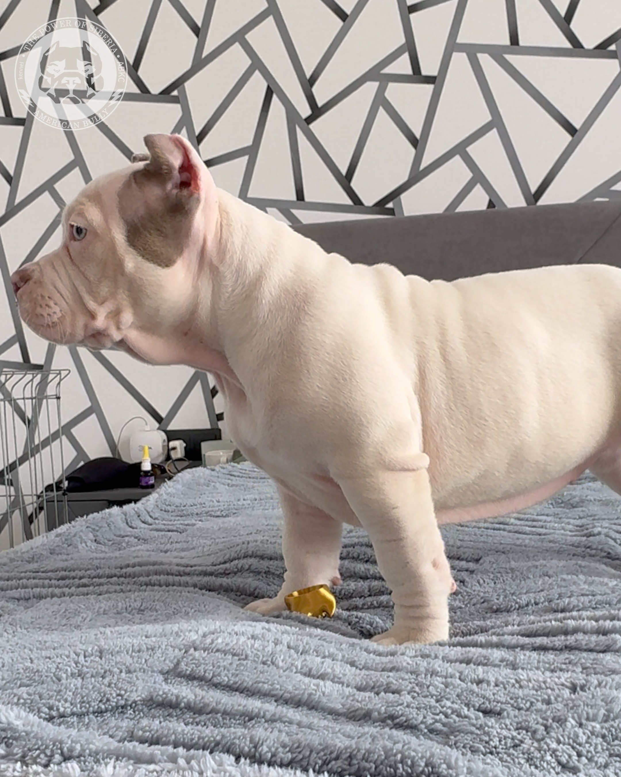 Свободные щенки Американский Булли, в типах покет, классик, стандарт. Американский Булли в г. Ростов-на-Дону. Питомник THE POWER OF SIBERIA