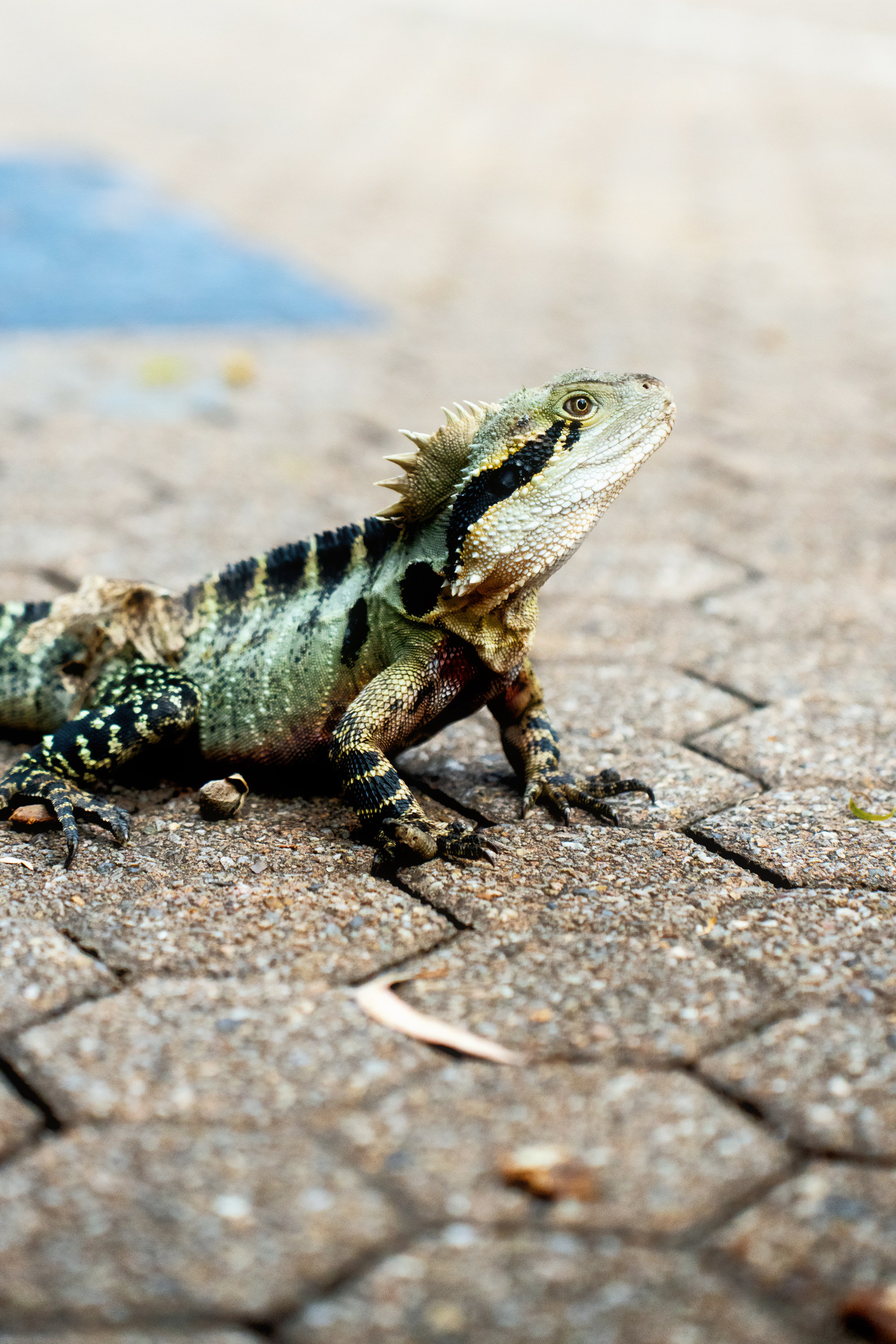 Австралия. Фотограф в Хабаровске. Фотография за 24 часа