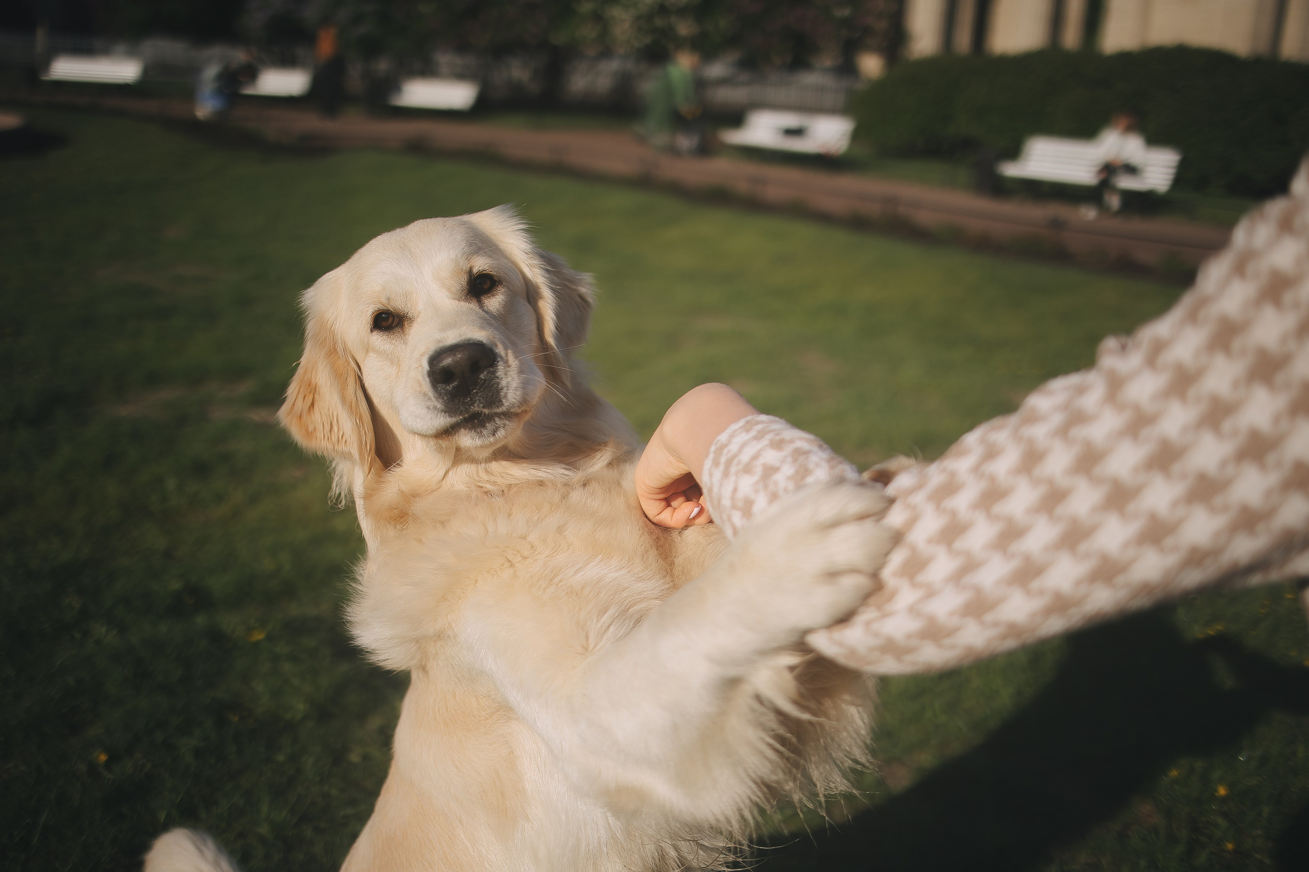 Золотистый ретривер Мона, Питер. Свадебный и женский фотограф