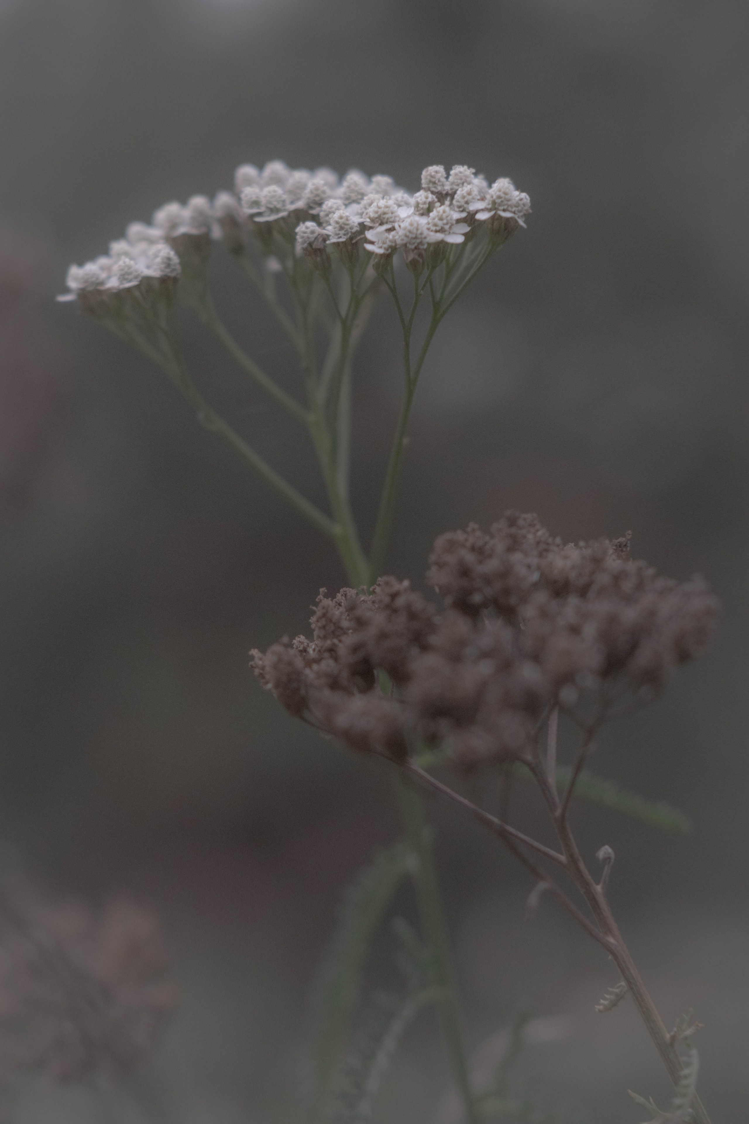 DEATHBED. Фотограф Вадим Бодылев
