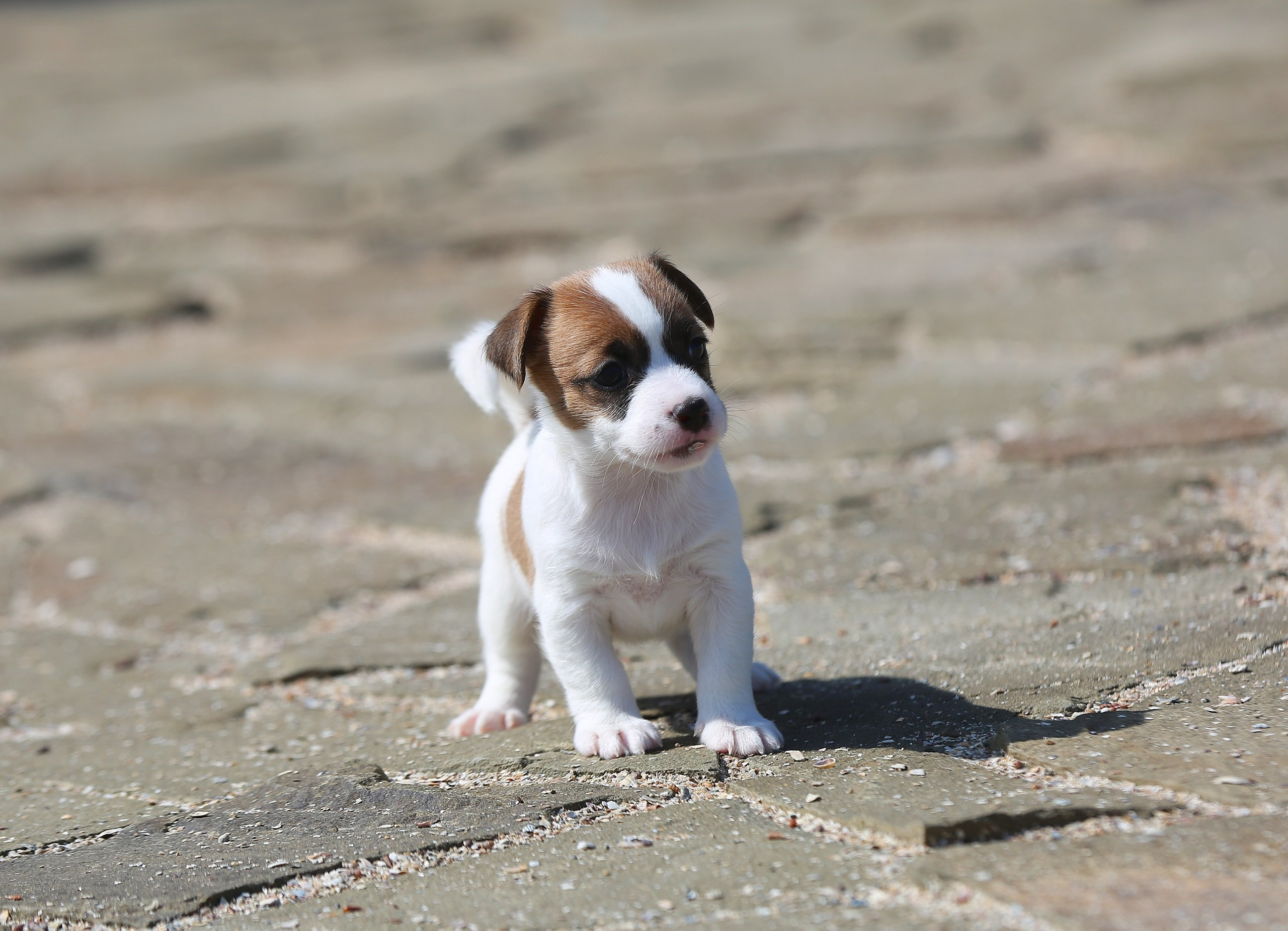 Общий альбом. Lovely-Orange питомник джек рассел терьеров