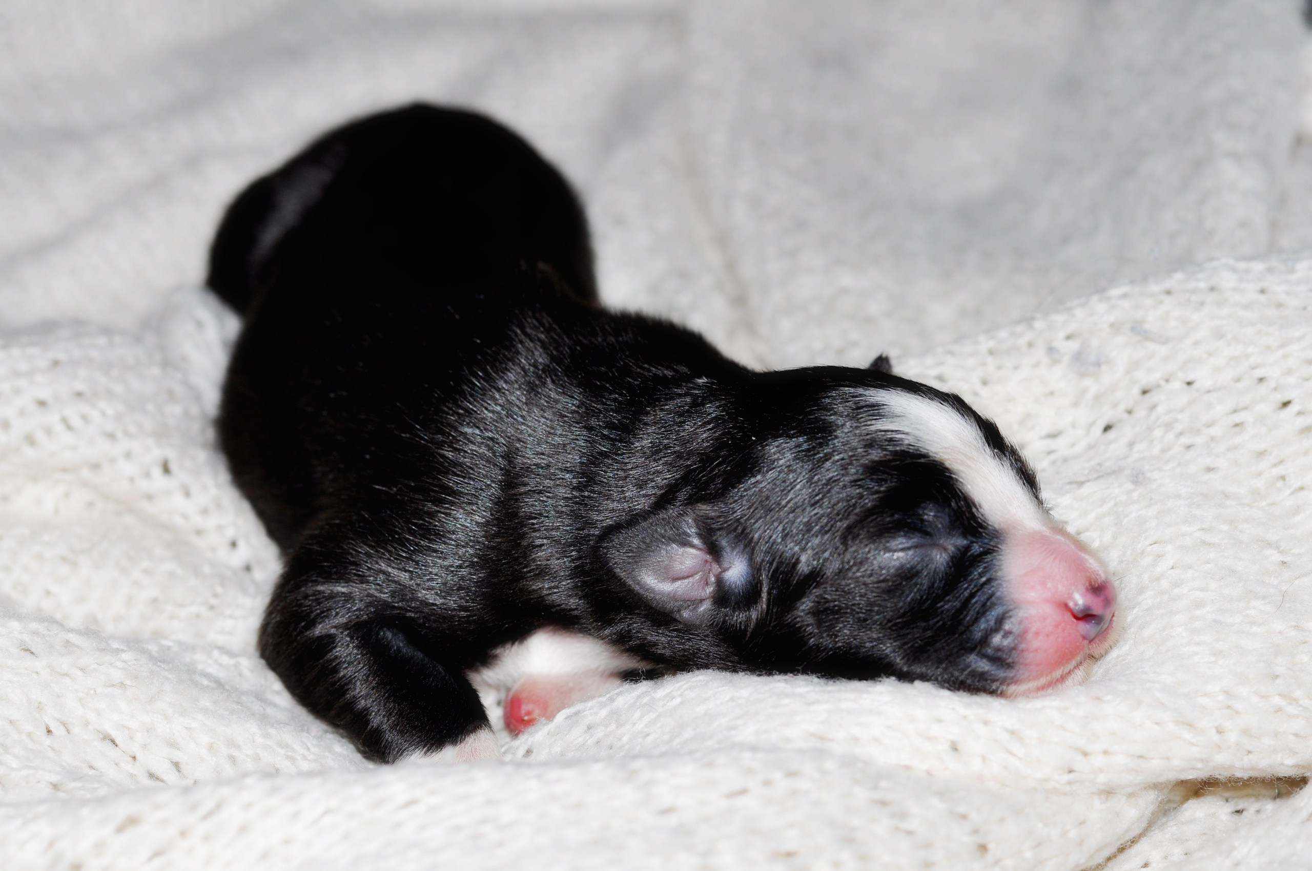 Хава. BLGKV питомник собак