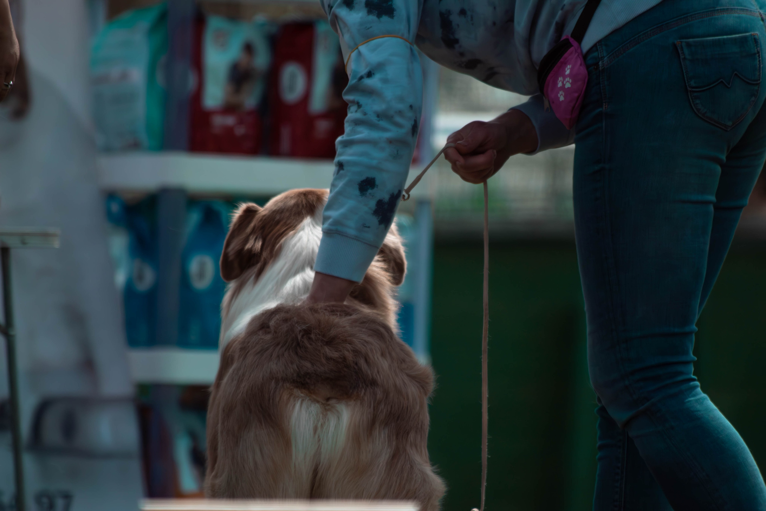Фотограф анималист для выставки собак в Туле. Фотограф анималист — Тула, Москва