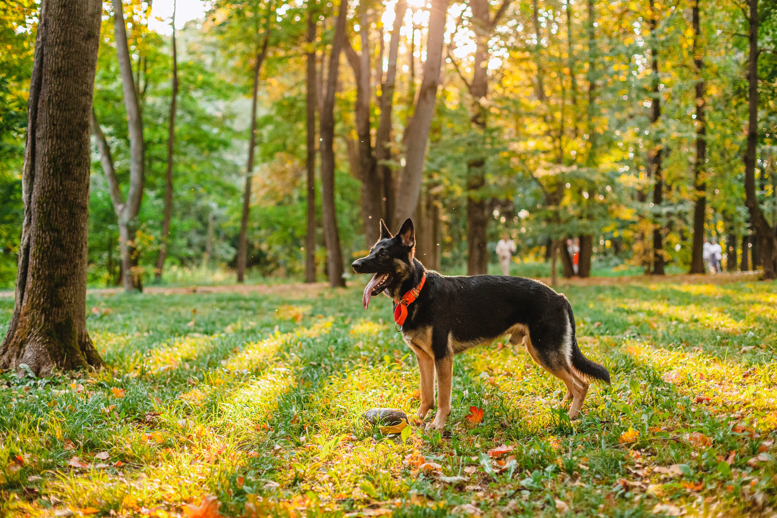 Илай. Фотограф-анималист Татьяна Степанова