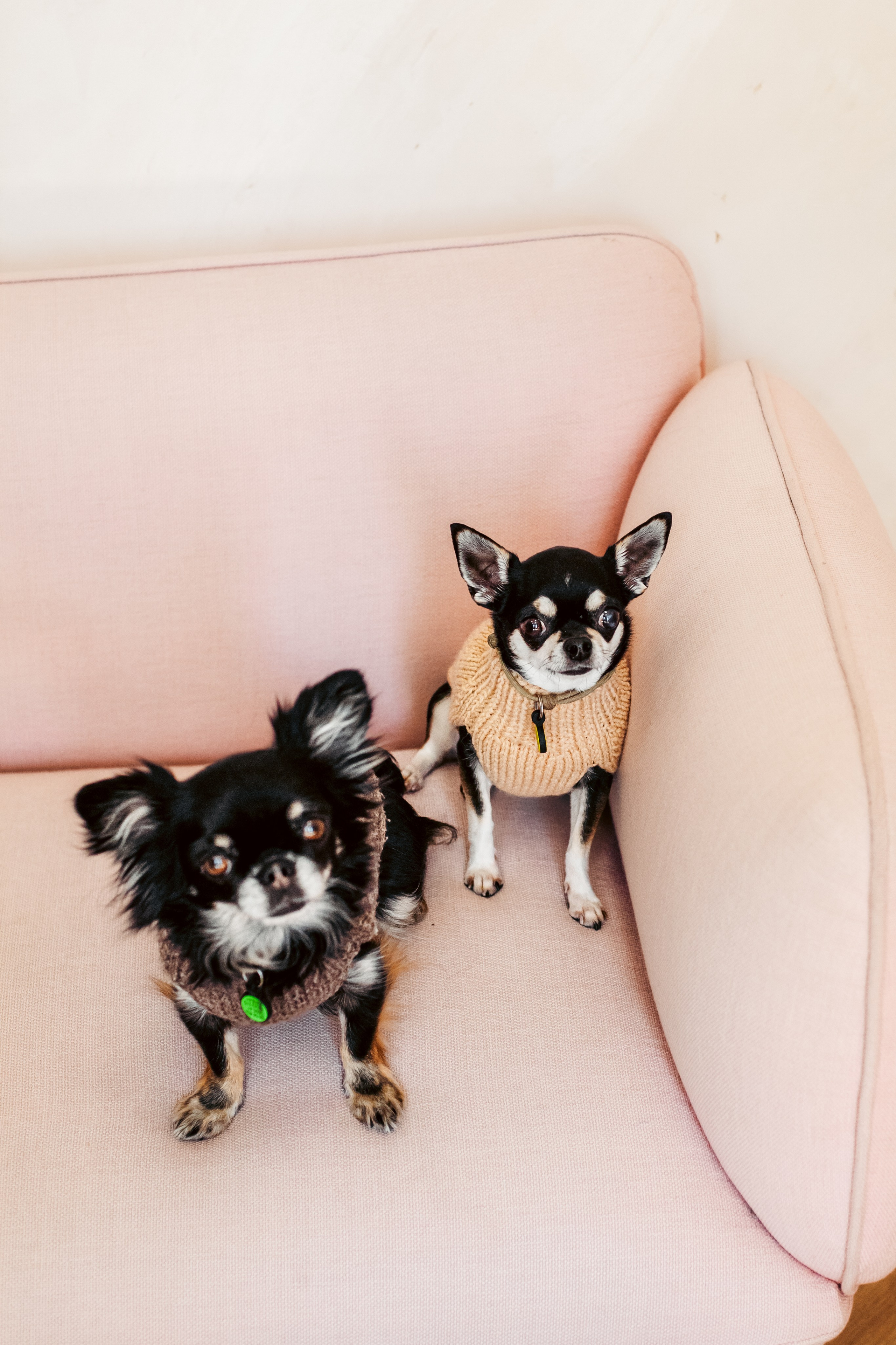 Семейная фотосессия. Фотограф-анималист Татьяна Степанова