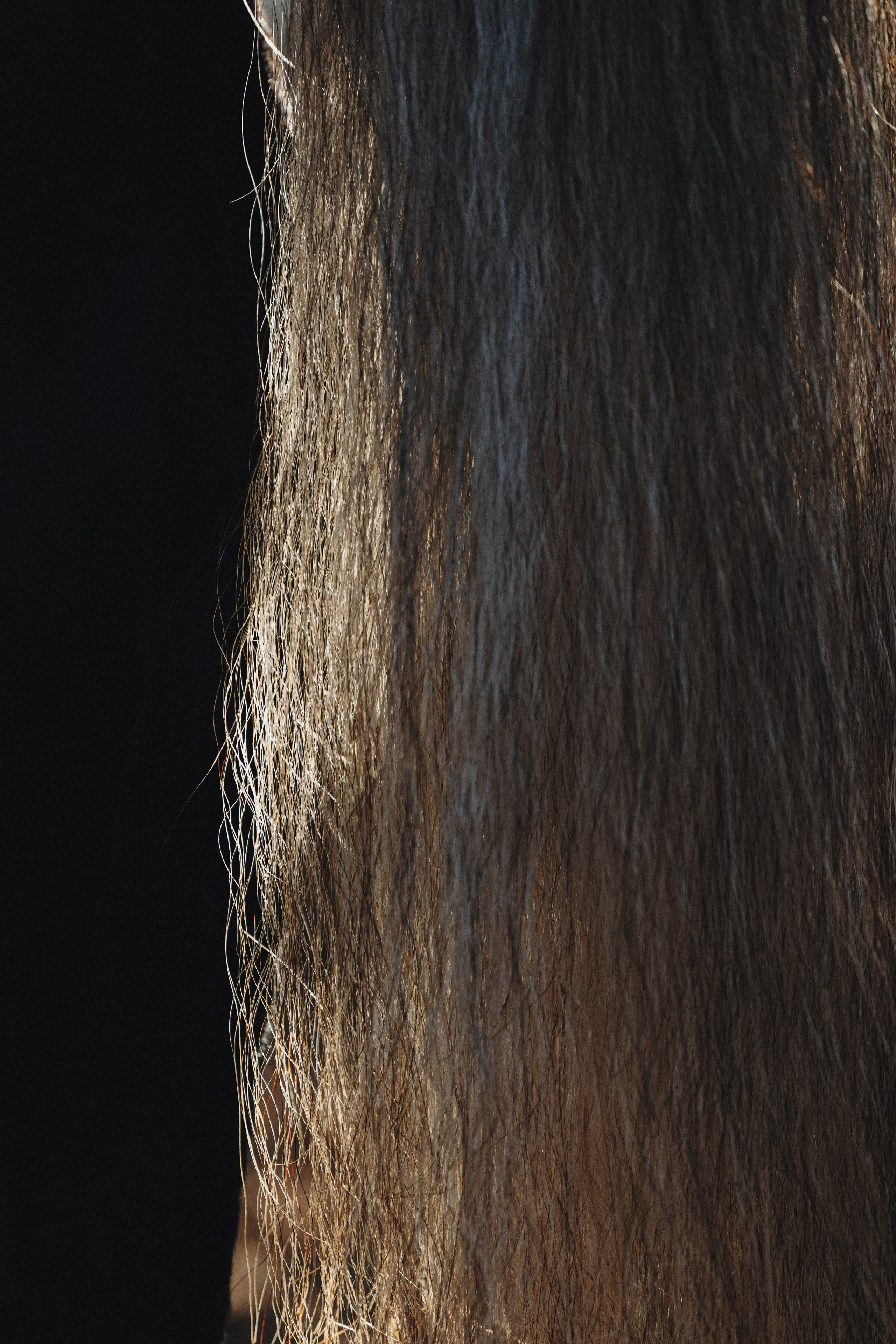 Ирина и Командор. Фотограф анималист Осипчикова Мария