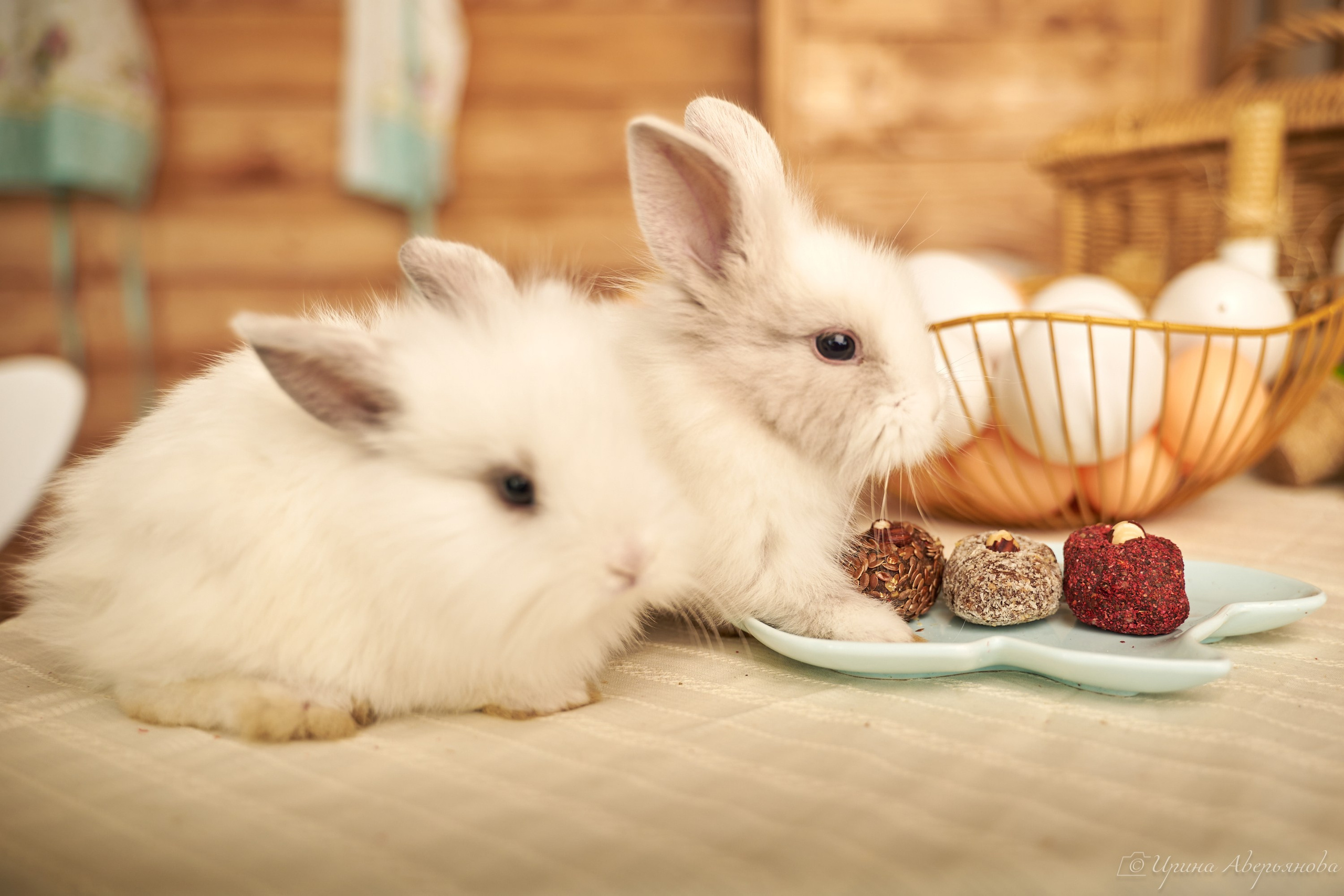 Фотопроект с декоративными кроликами. Фотограф в Ульяновске Ирина Аверьянова