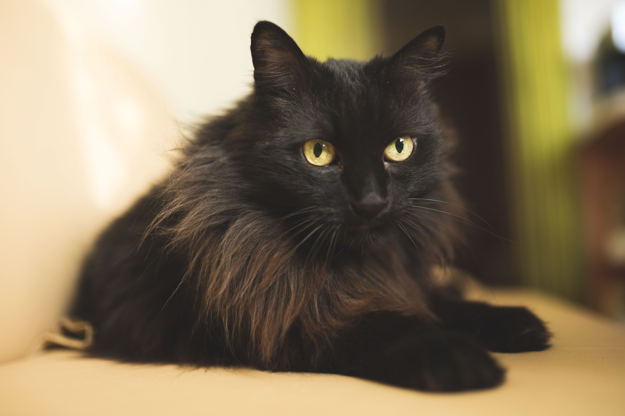 Белые розы. Фотограф г. Хабаровск