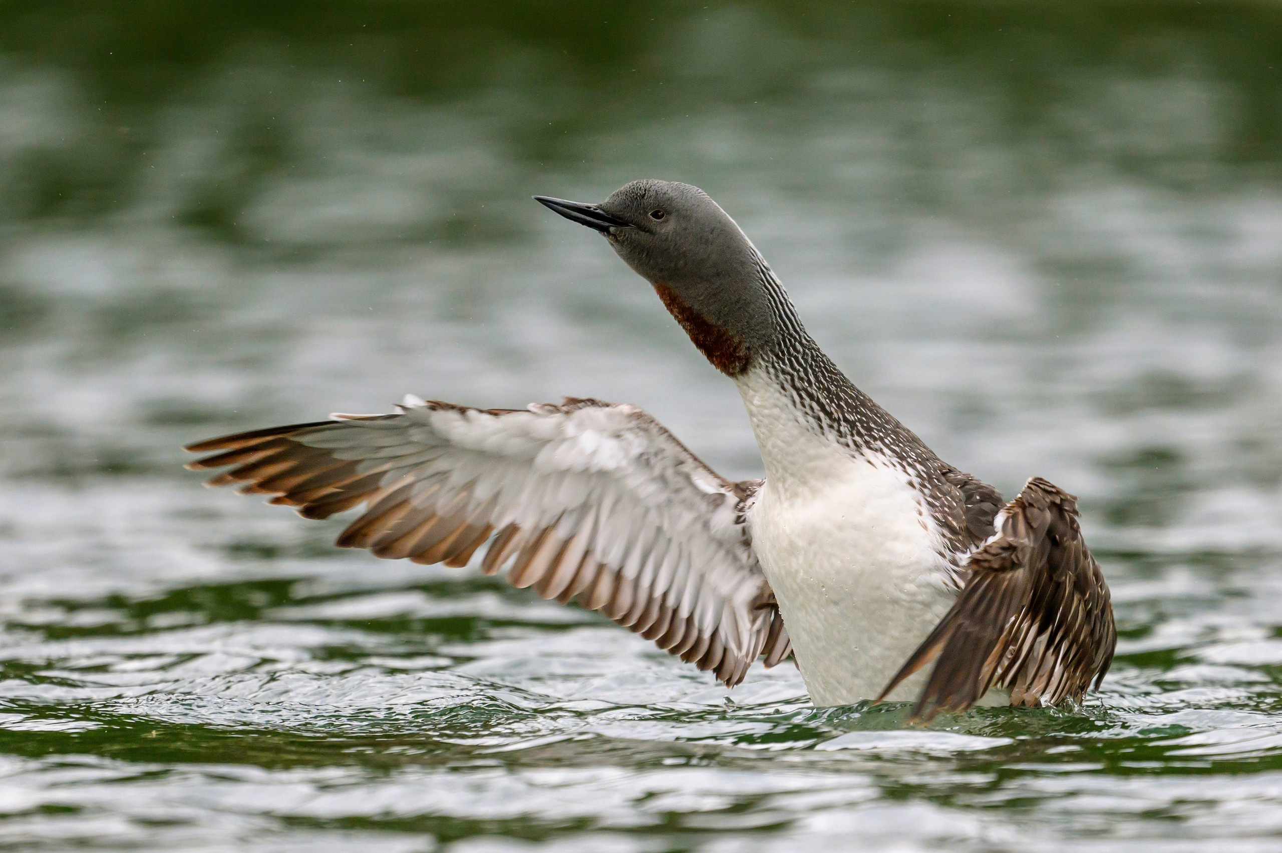 Краснозобая гагара. Wildlife photography by Sergey Puponin