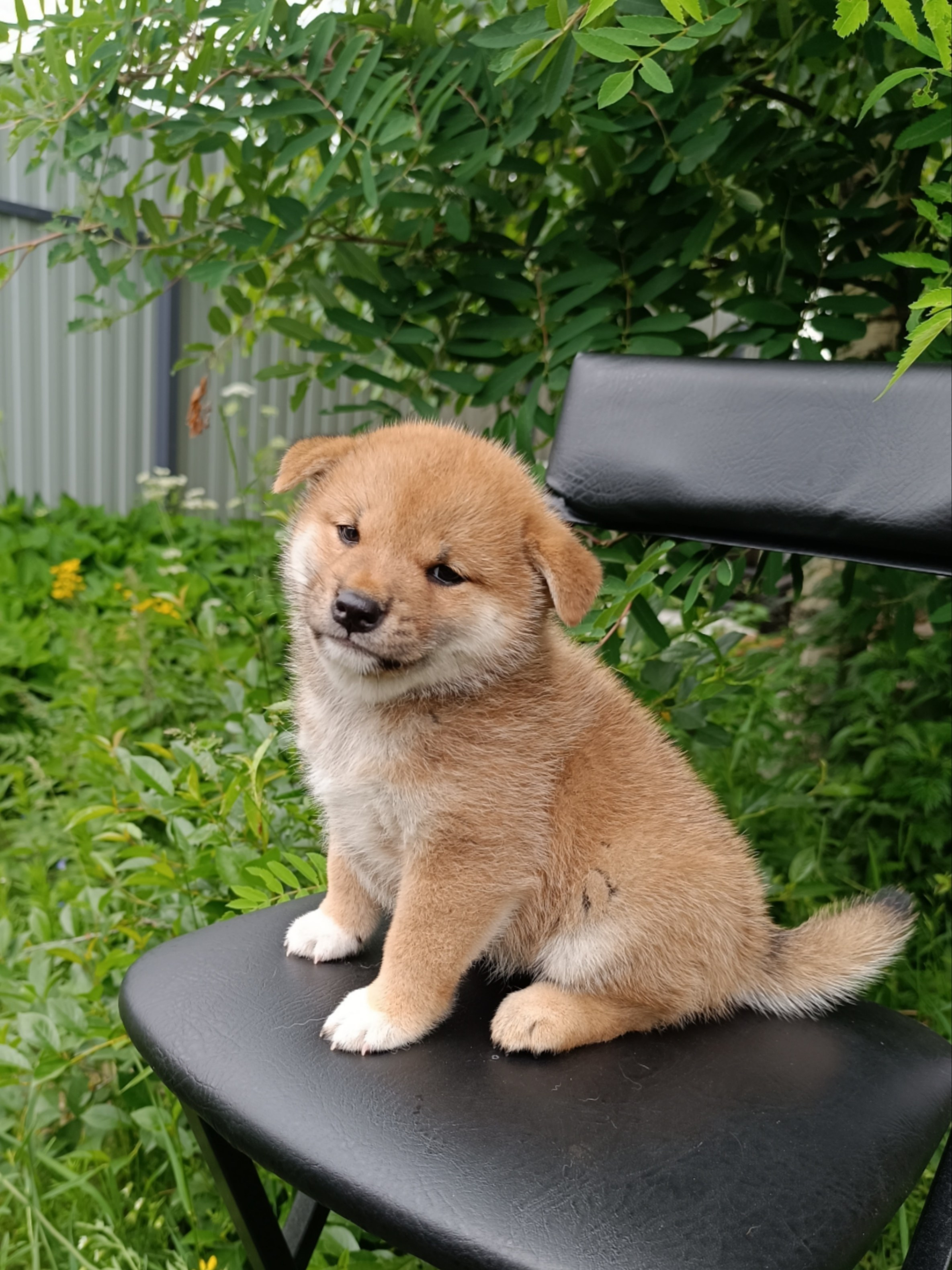 сиба питомник Рубилайт щенки на продажу rubylight  сиба щенки купить СПб Санкт-Петербург