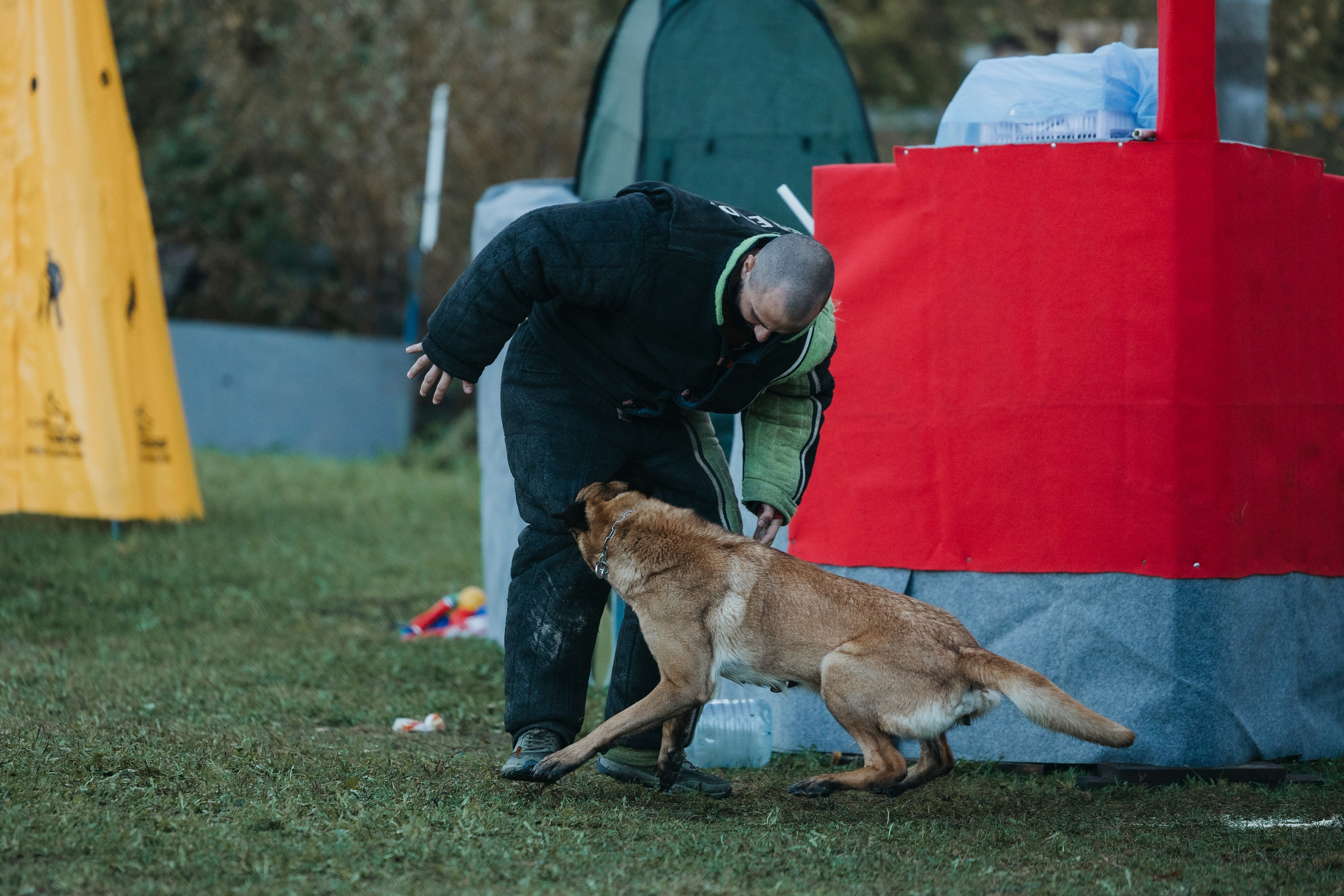 Испытания по мондьорингу г. Пушкин 29.09.2024. Фотограф-анималист Анна Маринич