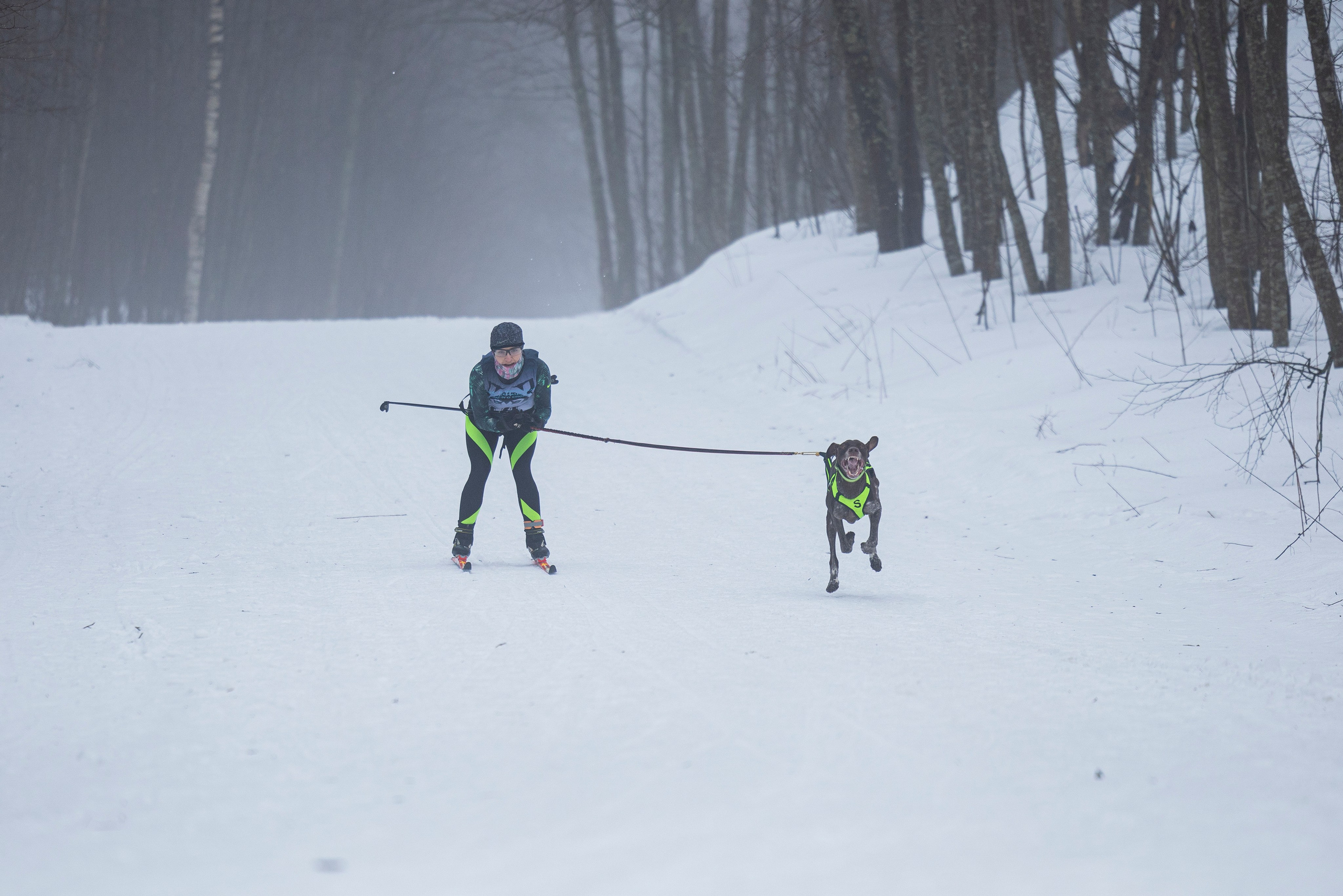 Зимний Чемпионат Санкт-Петербурга по ездовому спорту. Фотограф-анималист Анна Маринич