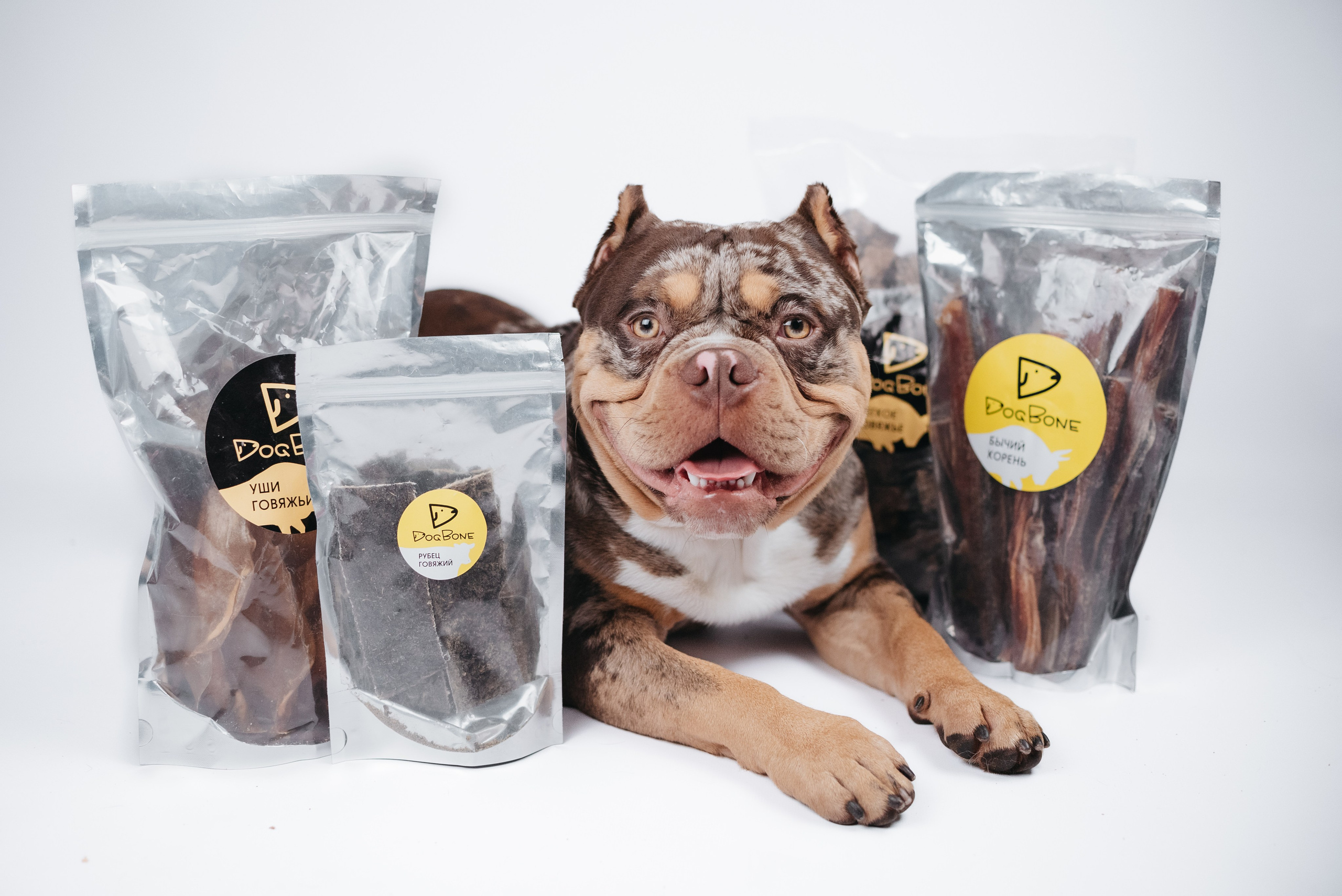 Dog Bone контент. Фотограф-анималист Валерия, Москва, Мытищи